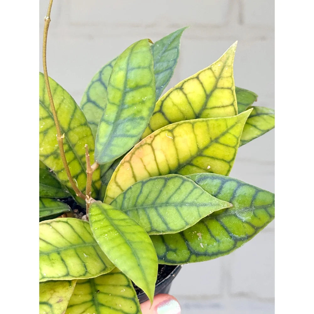 Hoya Callistophylla 4