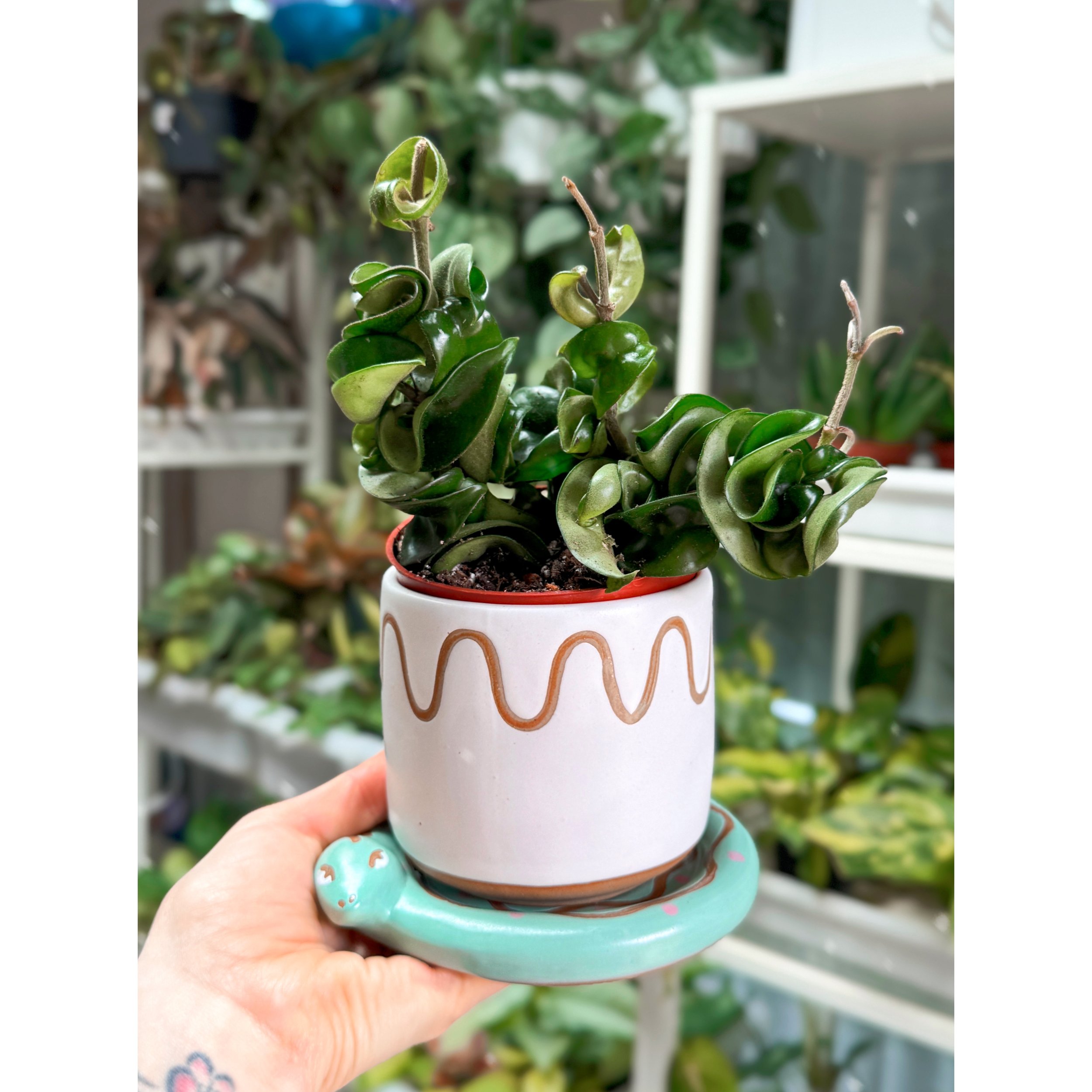 Hoya Carnosa Compacta 'Hindu Rope' with Bindi Pot