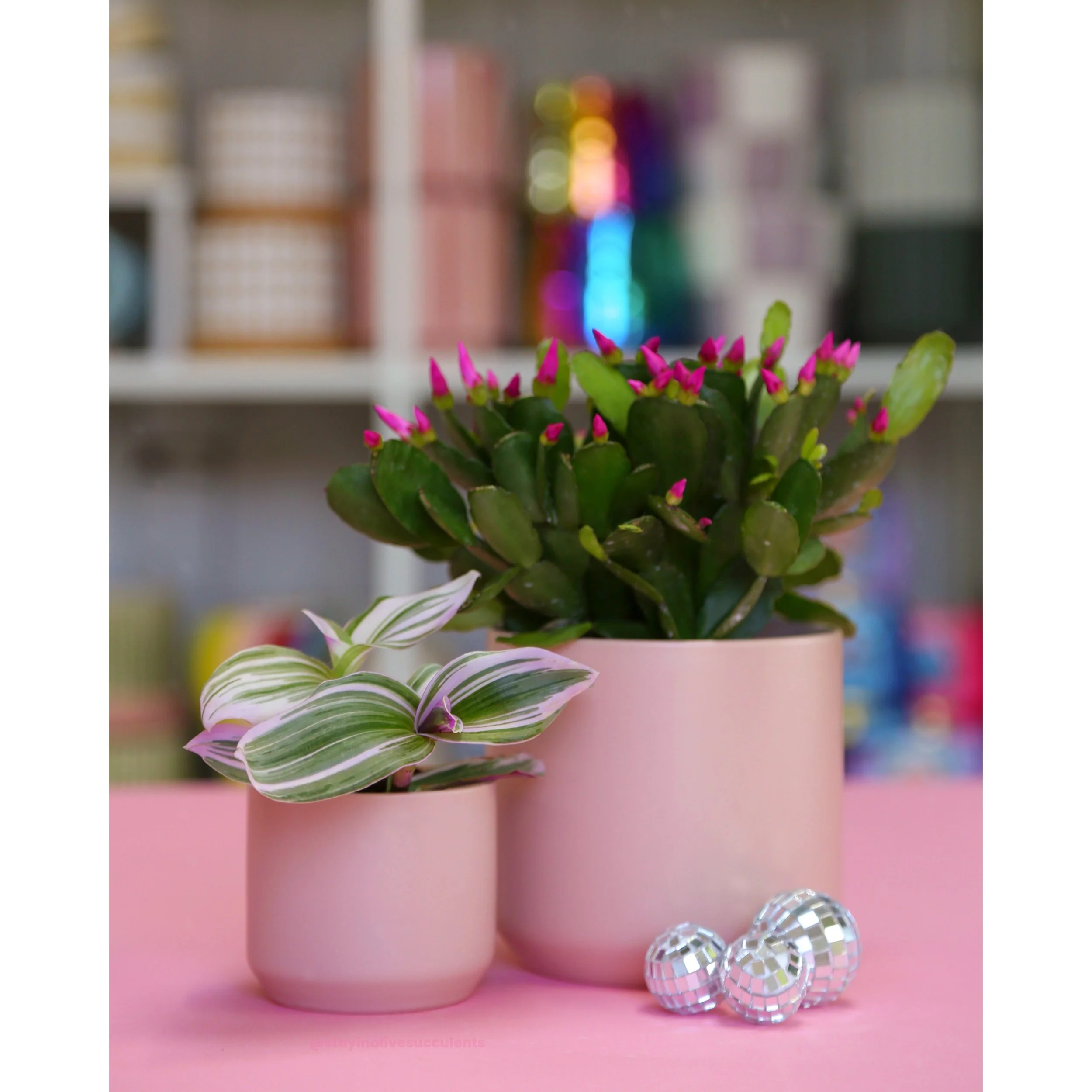 Dreamy Pink Planters 3" or 4"