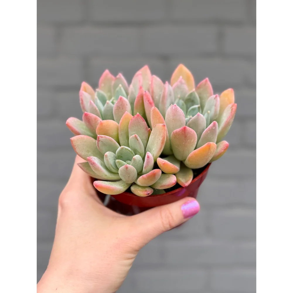 Echeveria Cluster 4