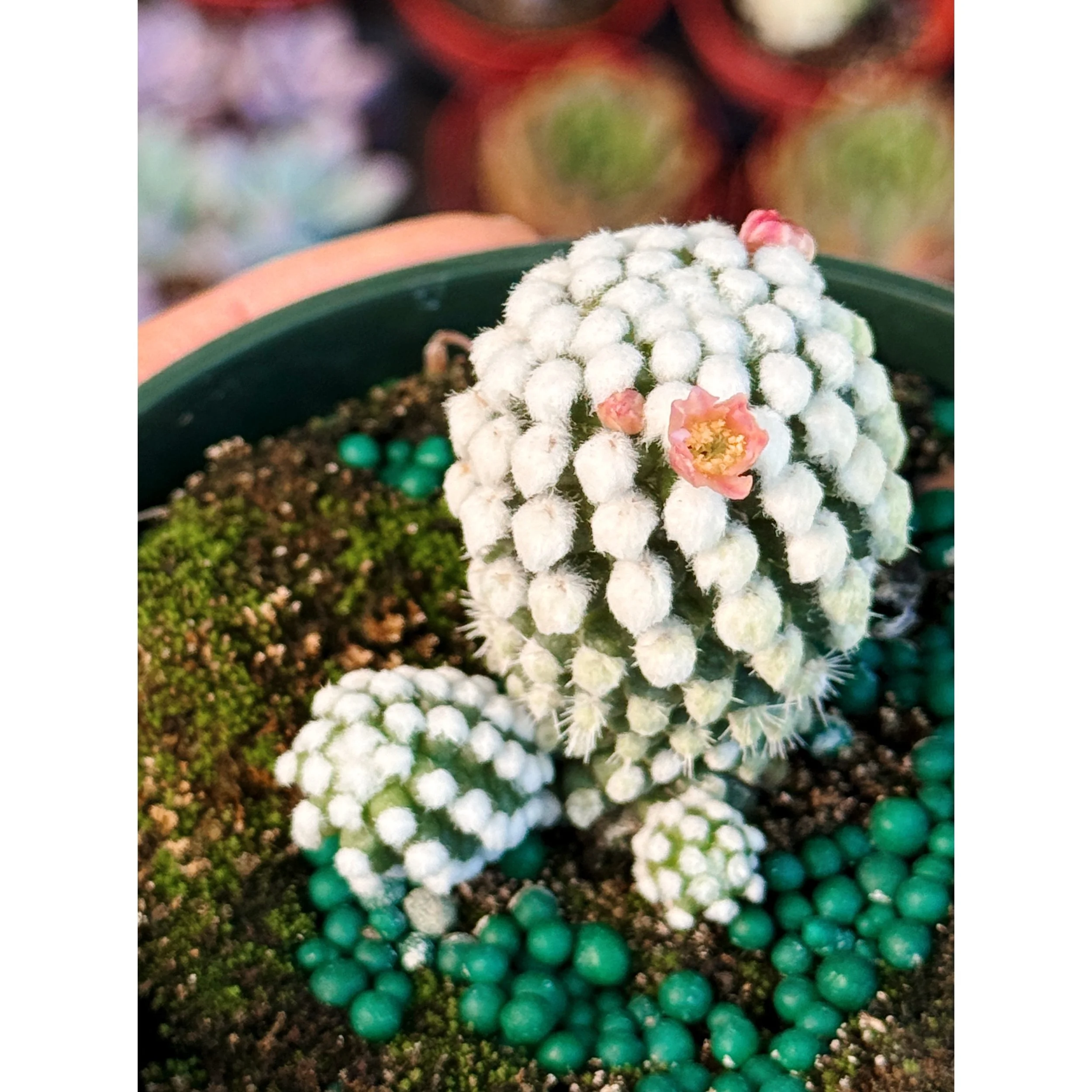 Mammillaria Gracilis 'Arizona Snowcap' Cactus