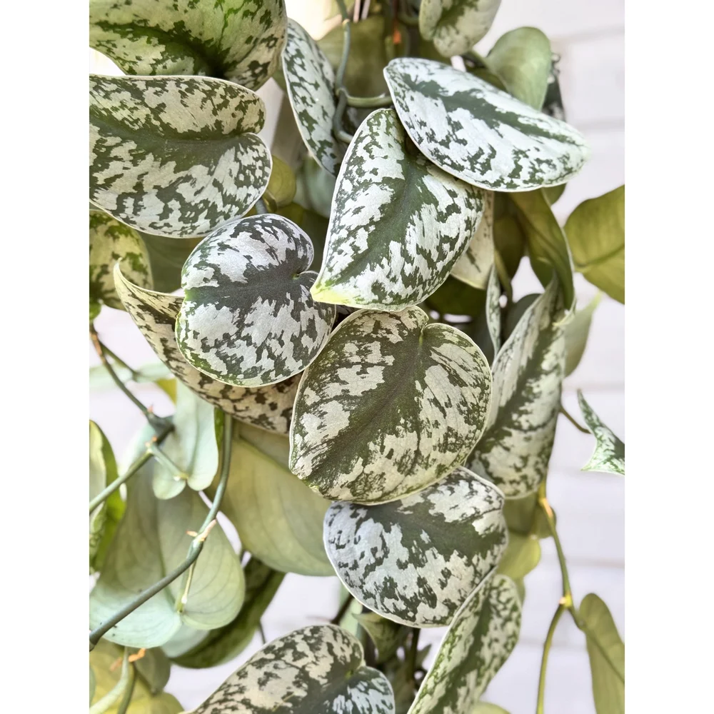Scindapsus Pictus 'Exotica' Trailing 6