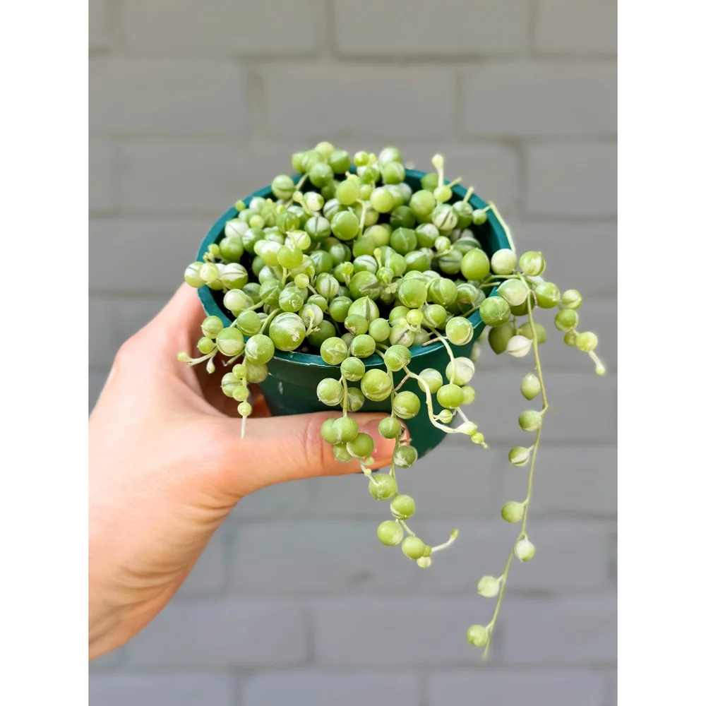 Senecio Rowleyanus Variegata 'Variegated String of Pearls' 4"  Stayin'  Alive Succulents