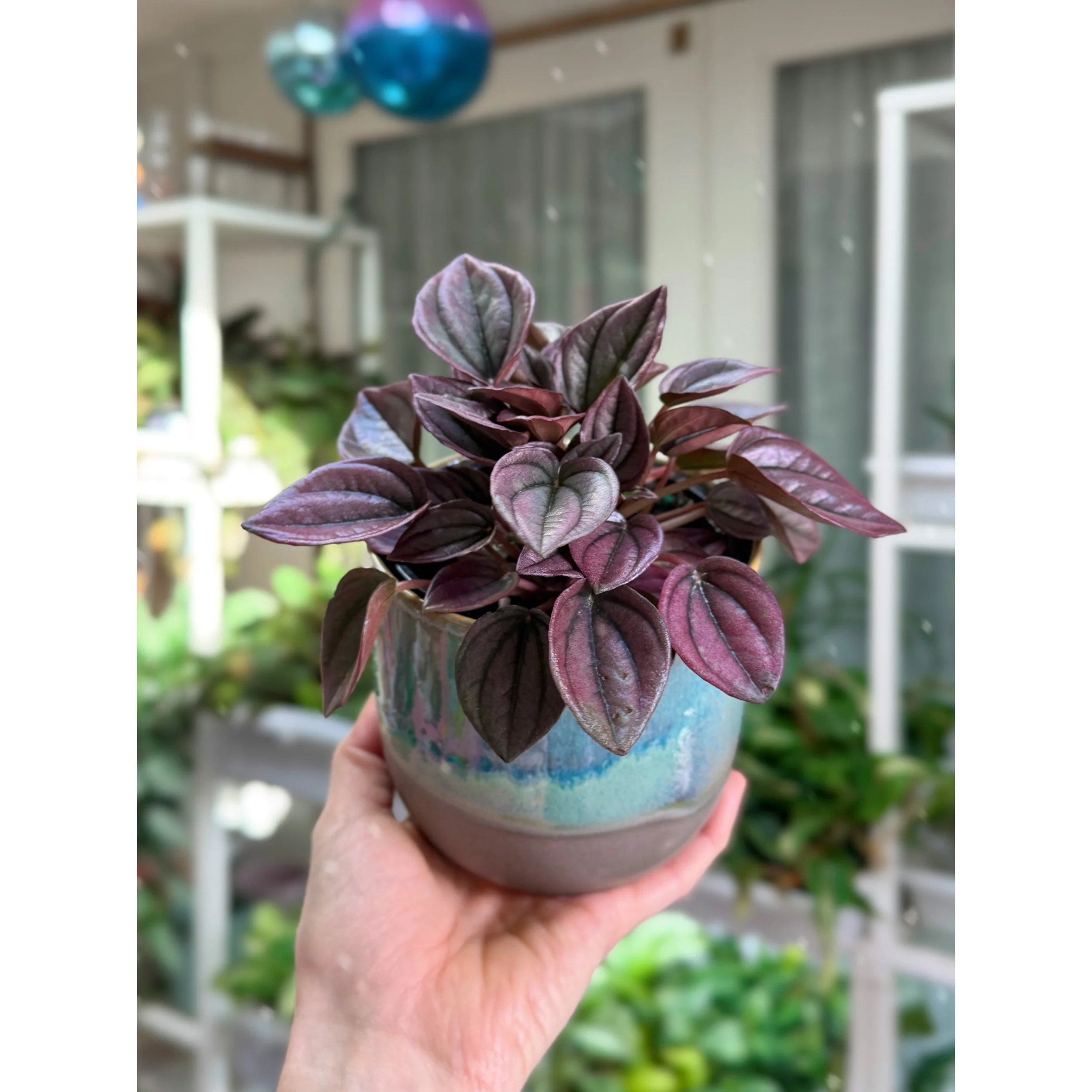 Peperomia Caperata 'Cayenne' in Teal Glazed Pot