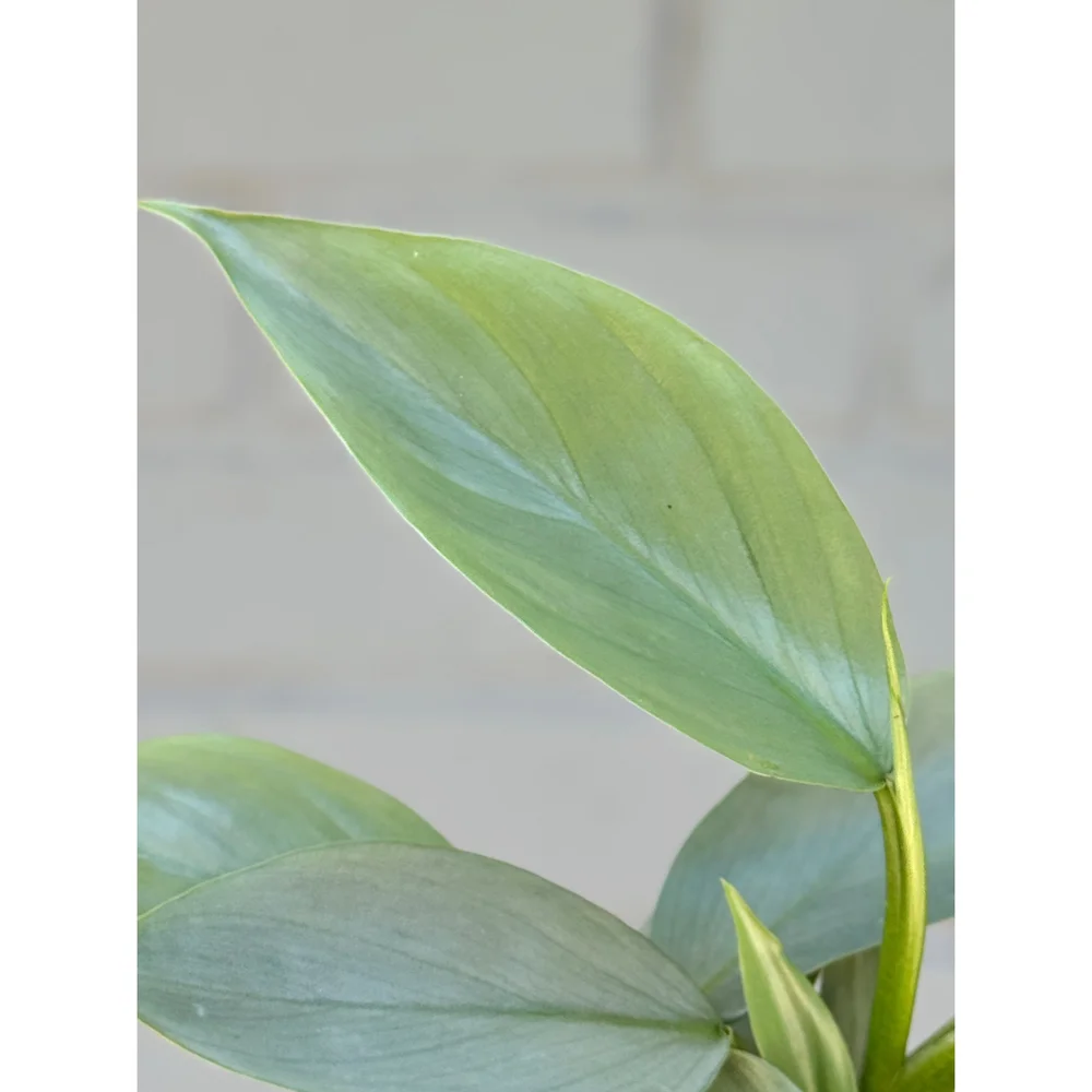 monstera charm Monstera Leaf Charm Sterling Silver Necklace main image 1