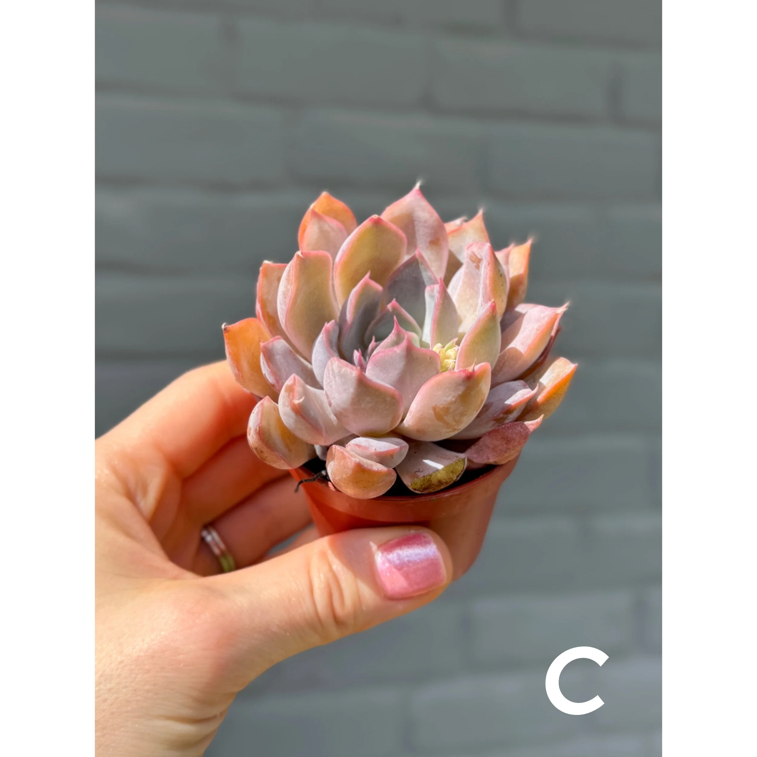 Assorted Colorful Succulents