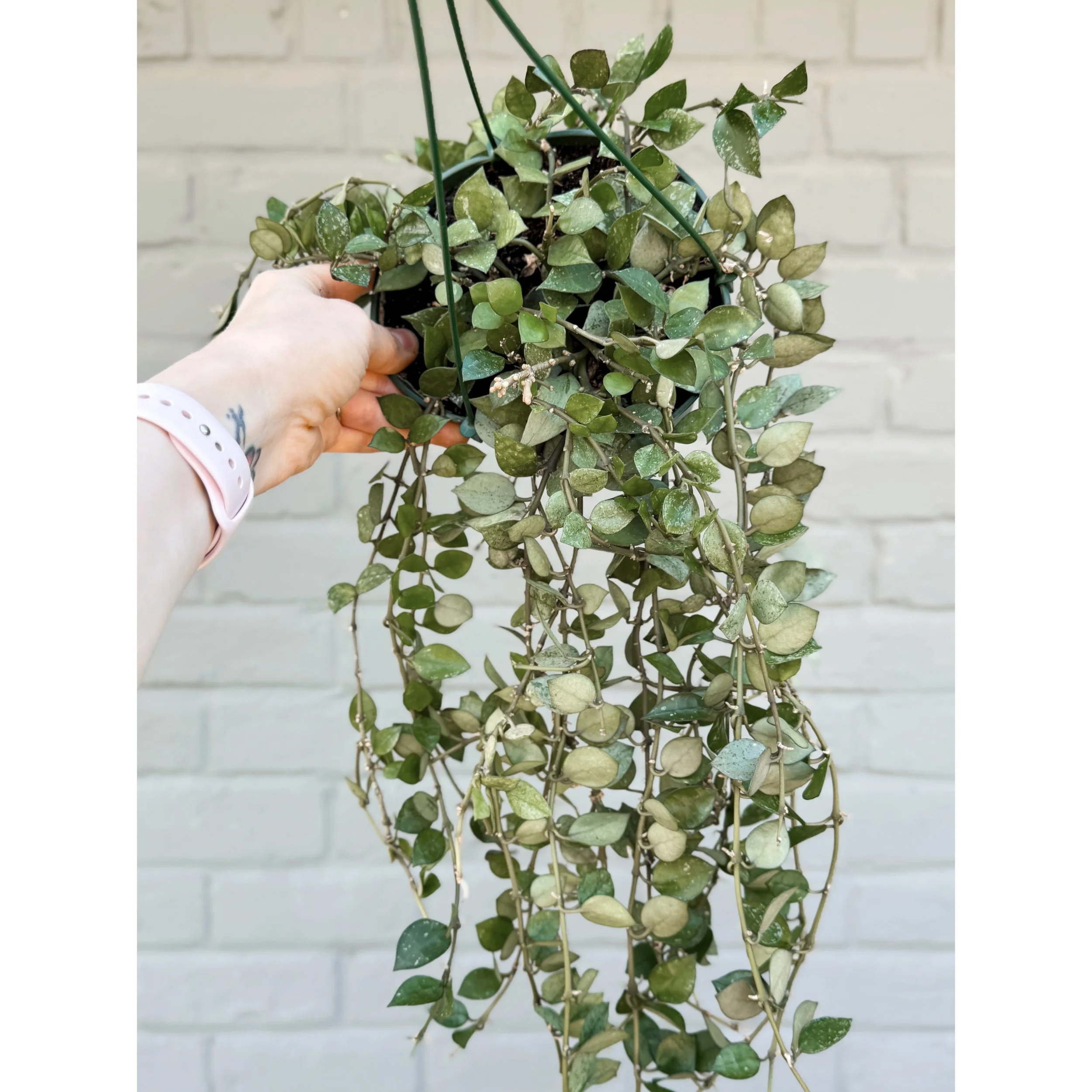\Hoya Krohniana ‘Super Silver’ Eskimo