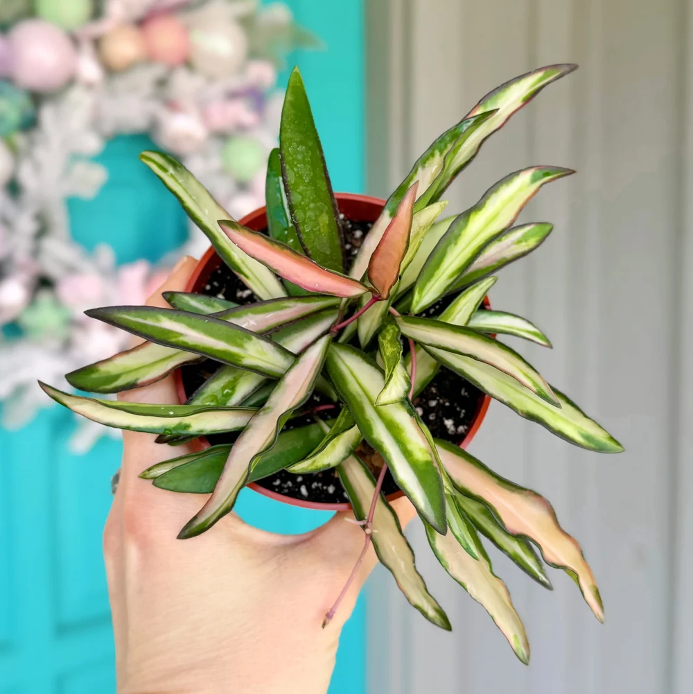 Hoya Variegated Wayetii — Stayin' Alive Succulents