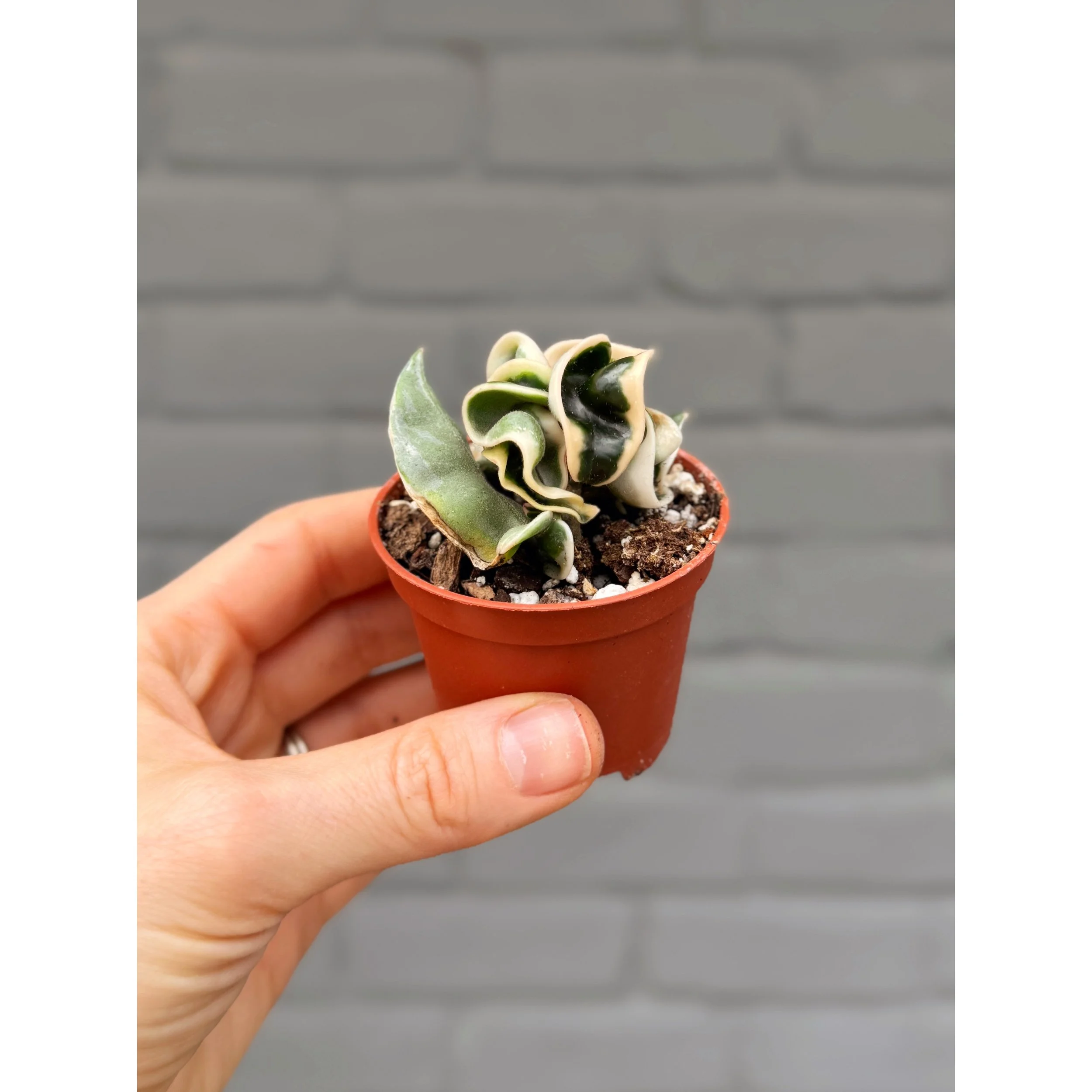 Hoya Carnosa Compacta Variegated 'Hindu Rope'