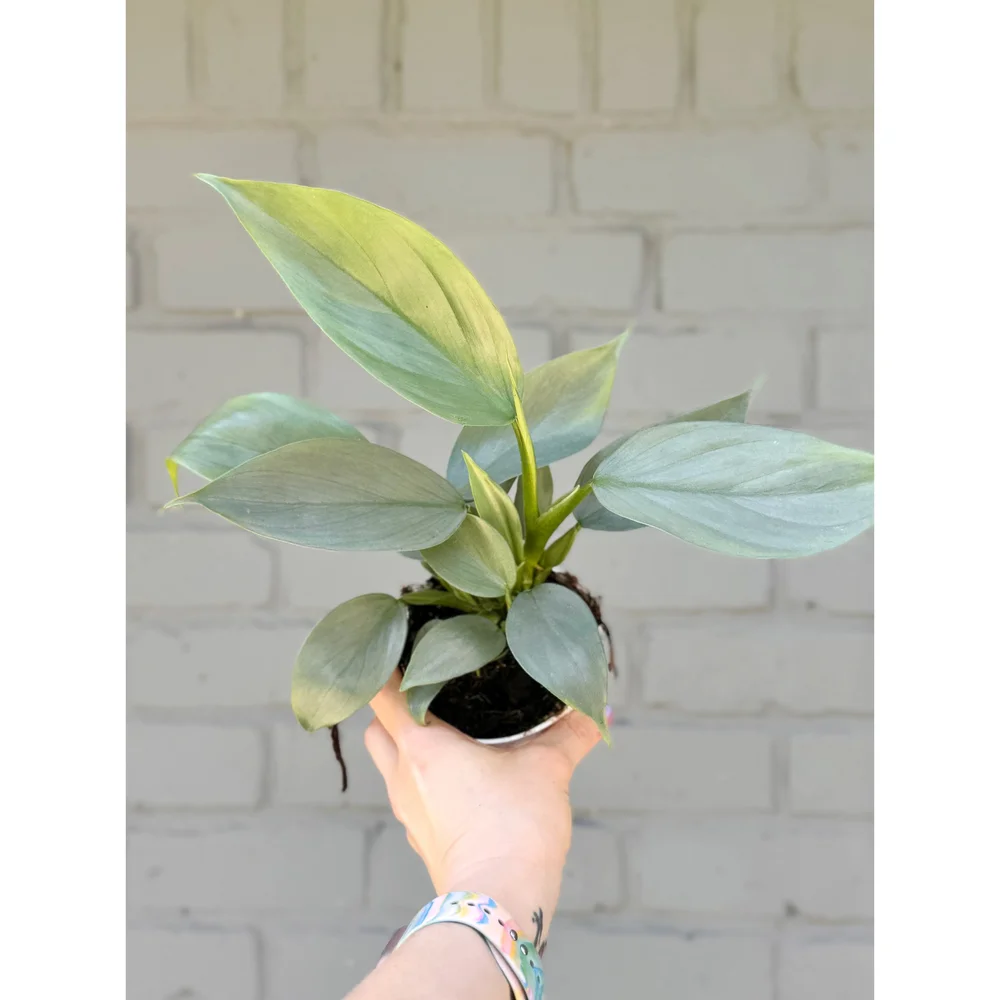 ficus plant Ficus Altissima Yellow Gem (Single) 72 cell For Sale, Wholesale Plants