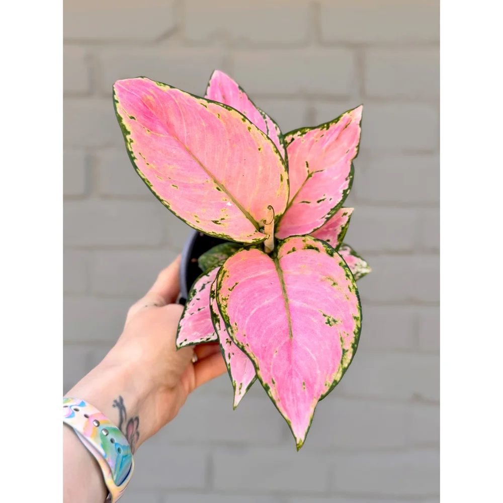 Aglaonema Hybrid 'Pink Yulia' 5