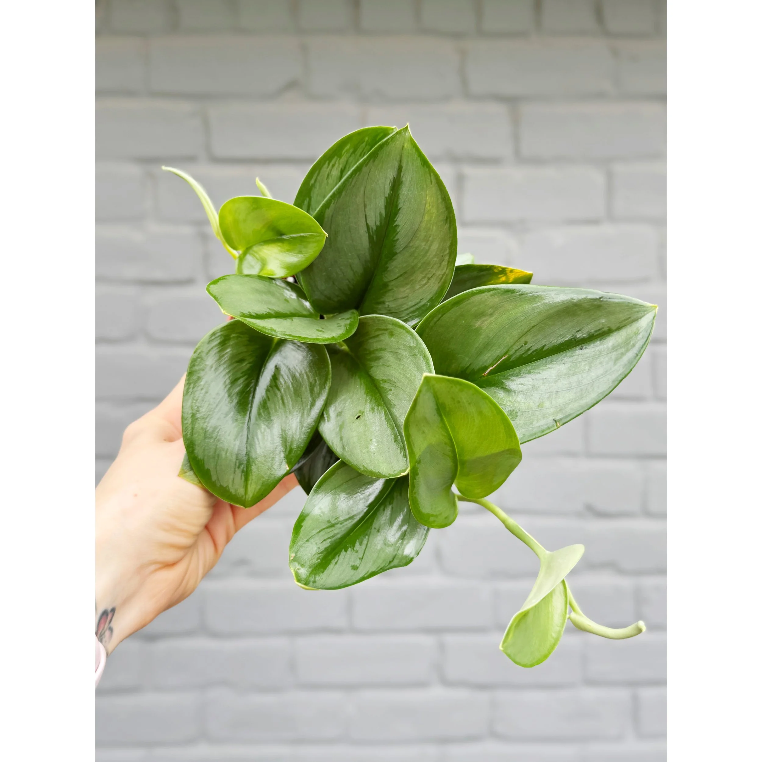 Scindapsus Treubii 'Moonlight' 4"