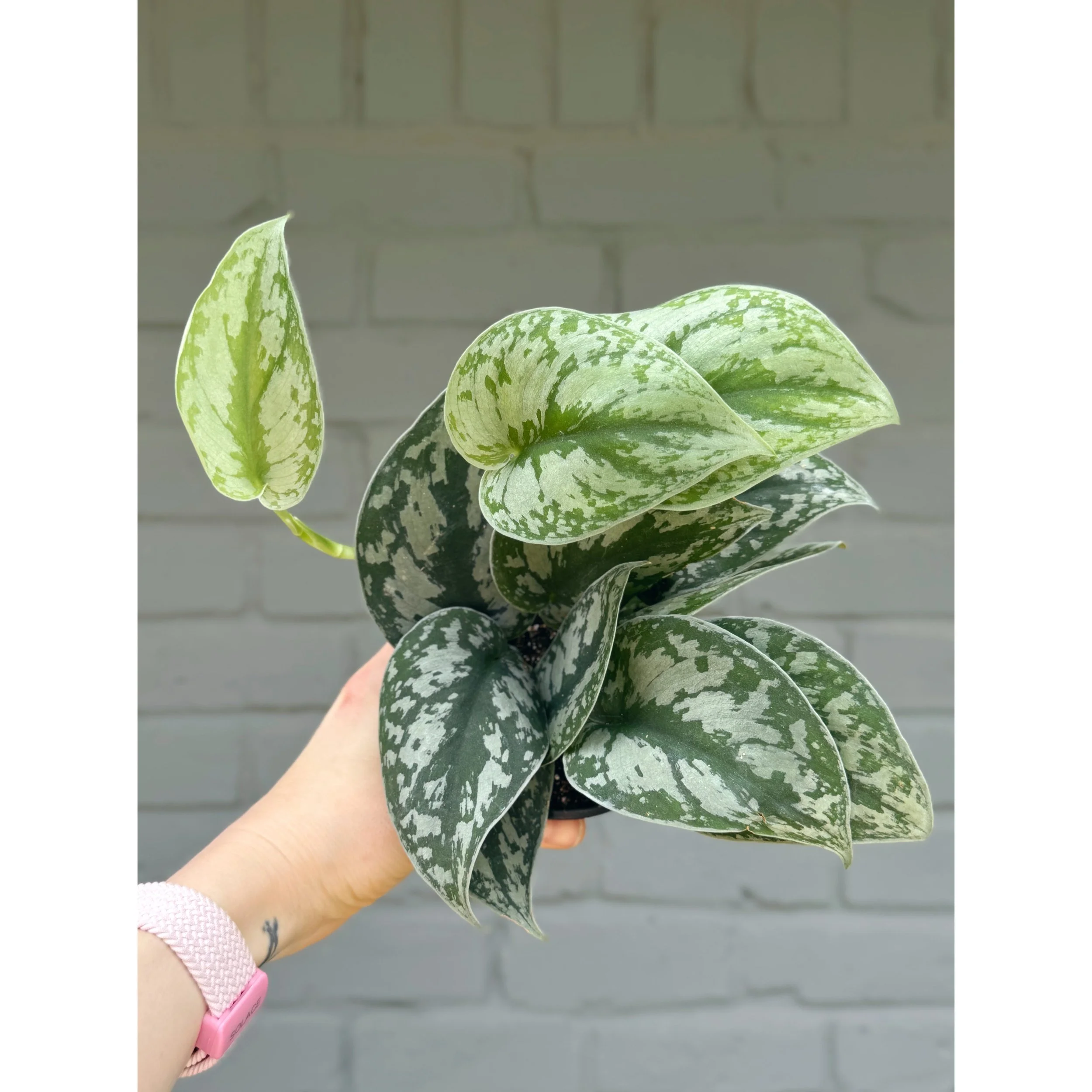 Scindapsus Pictus 'Exotica' 4”