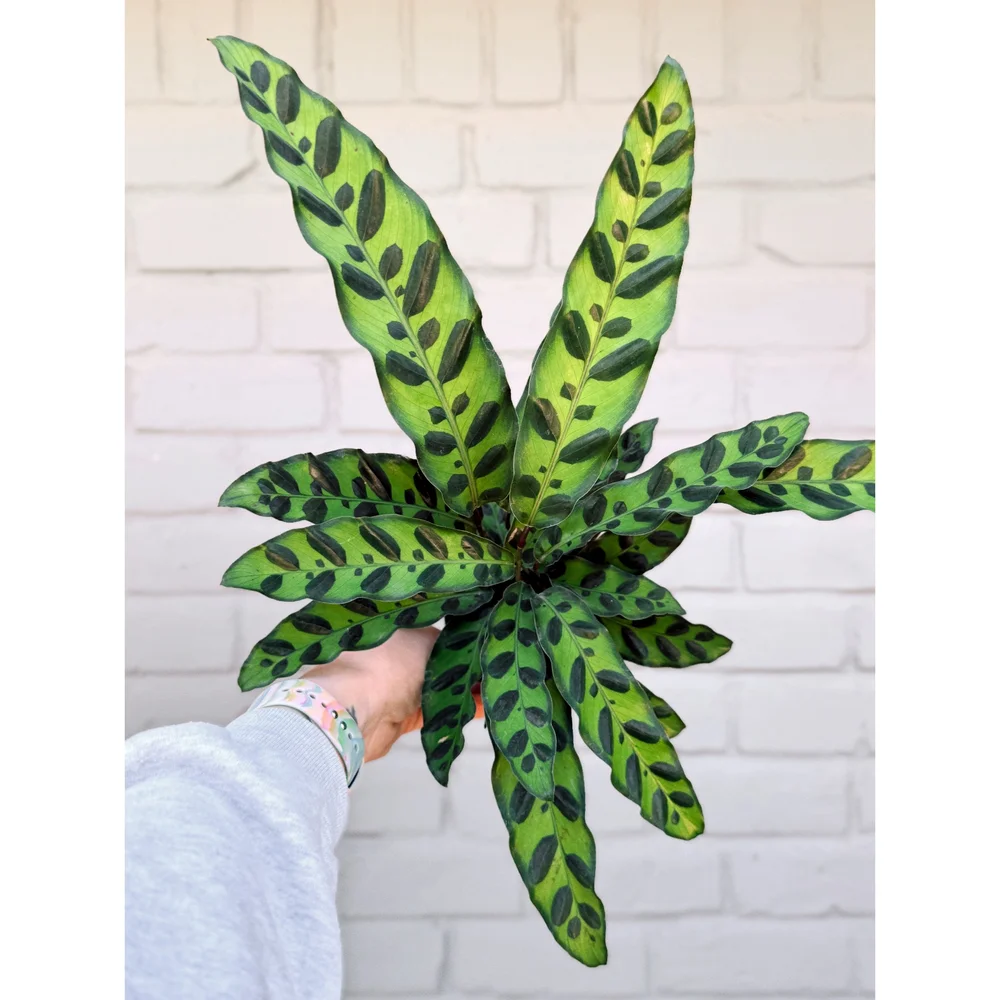 medusa succulent 200mm Aeonium ‘Medusa’ Cluster, Variegated Succulent main image 0