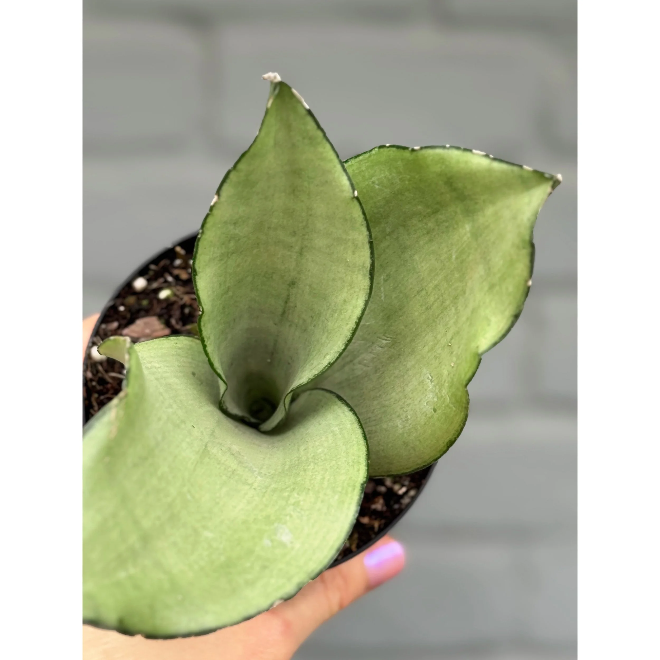 Sansevieria 'Moonshine'