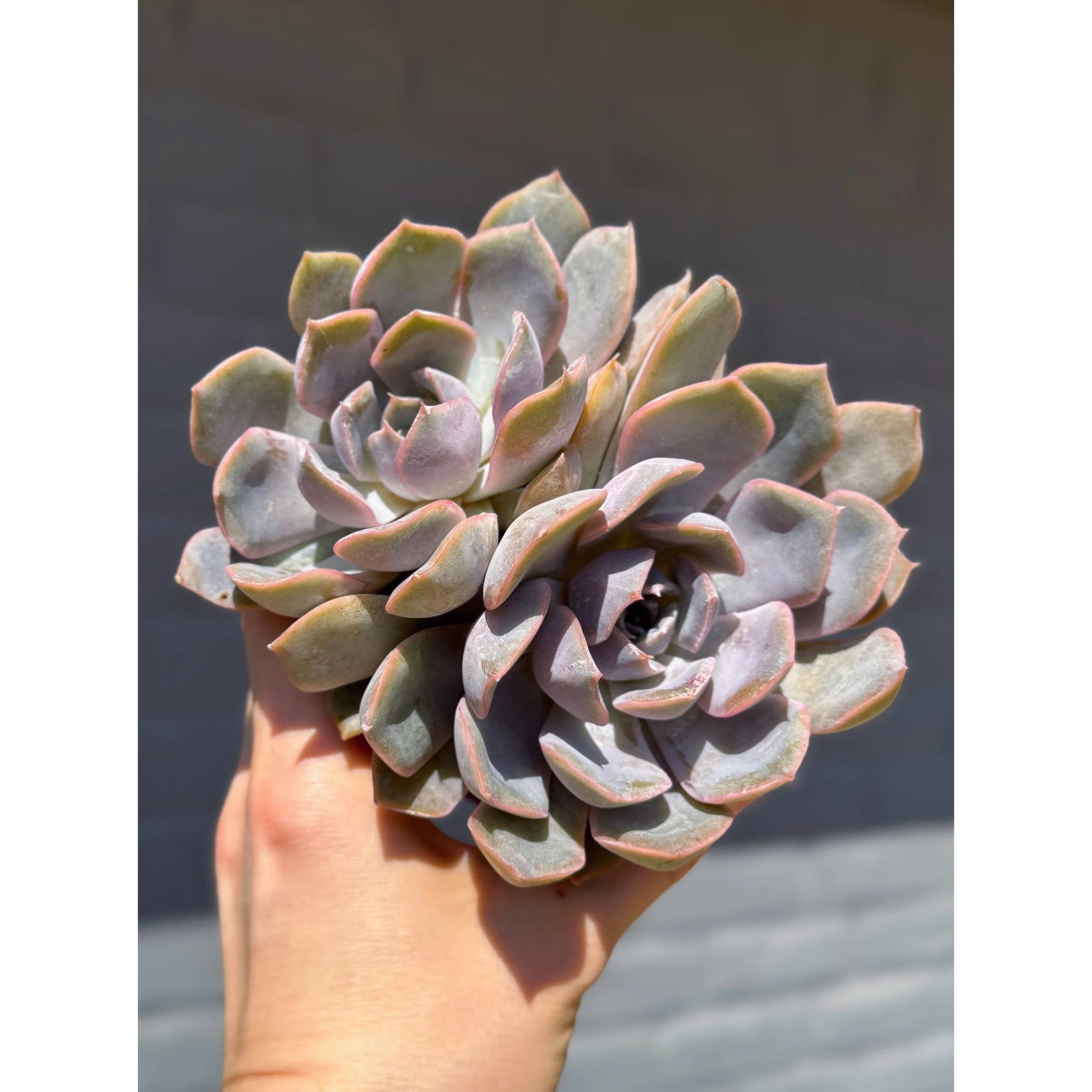 Echeveria 'Orion'