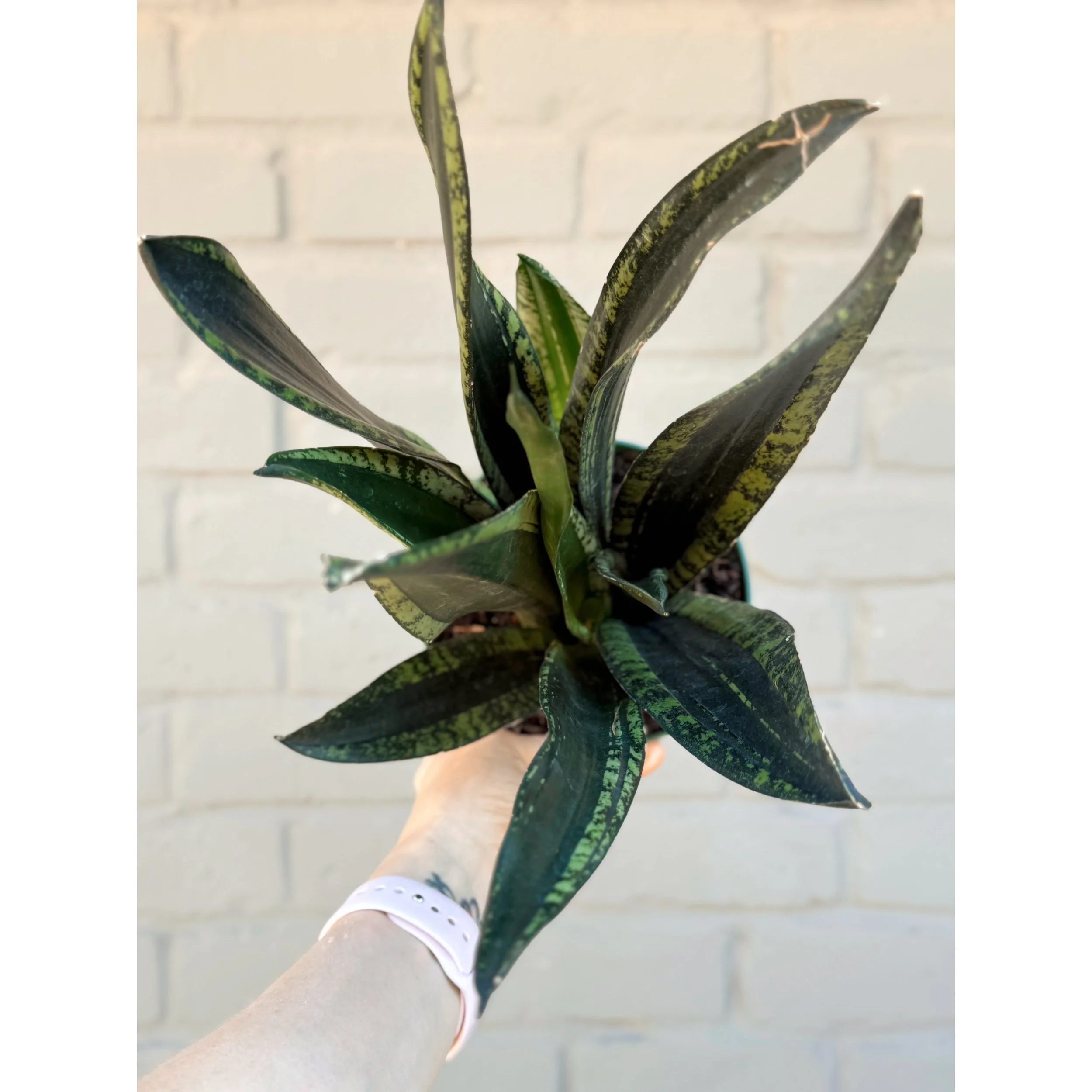 Sansevieria 'Crystal Flame'