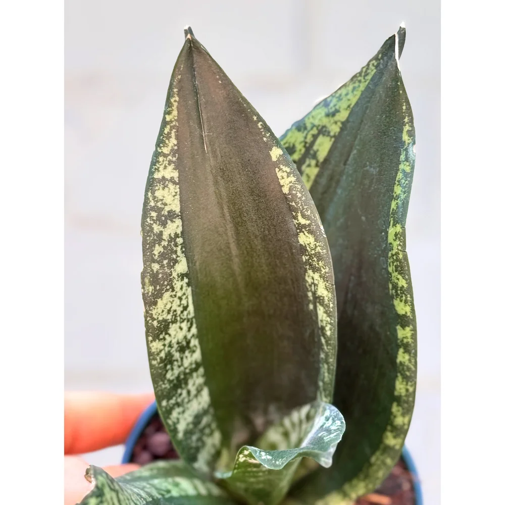 Sansevieria 'Whitney' — Stayin' Alive Succulents