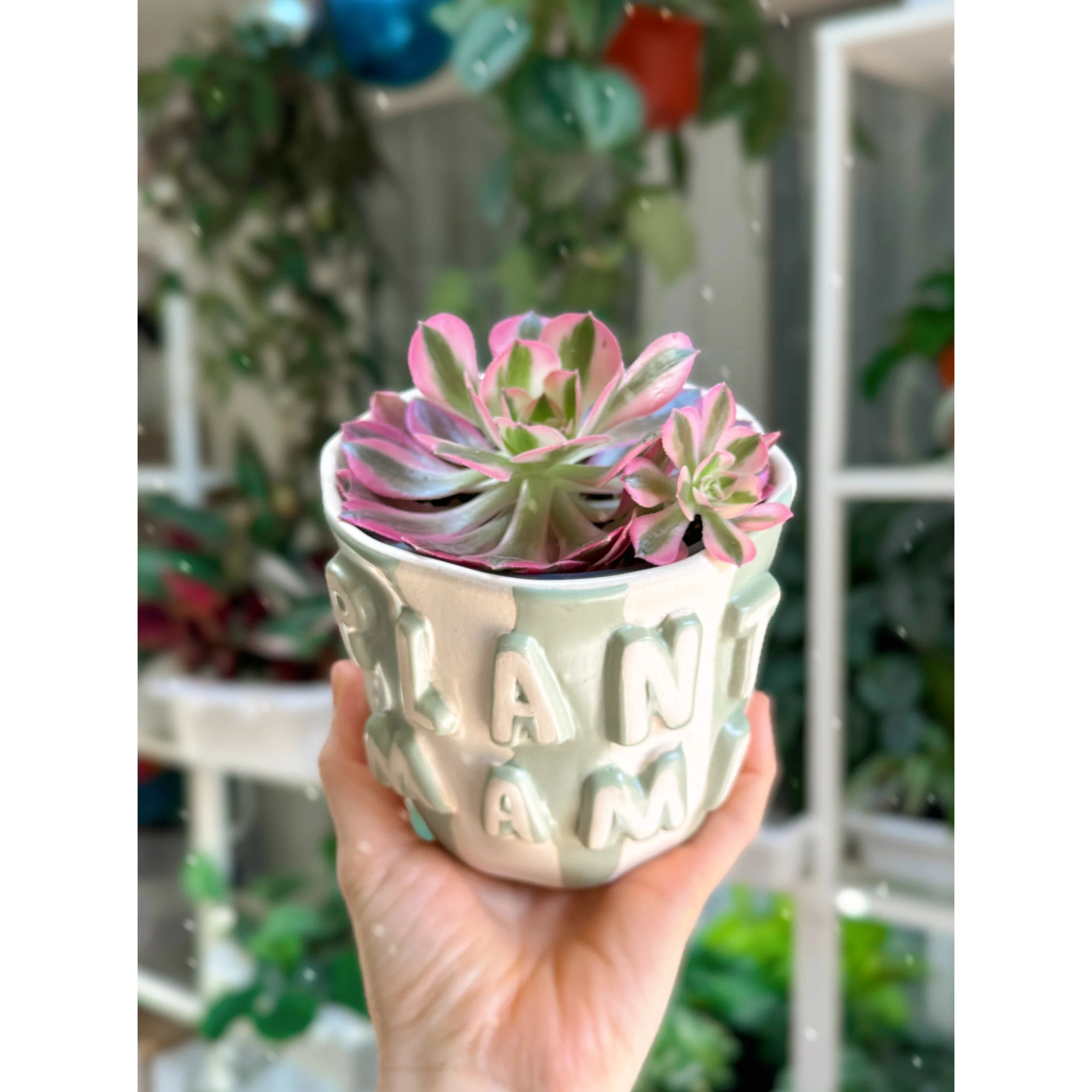 Aeonium 'Pink Witch' in Plant Mama Pot