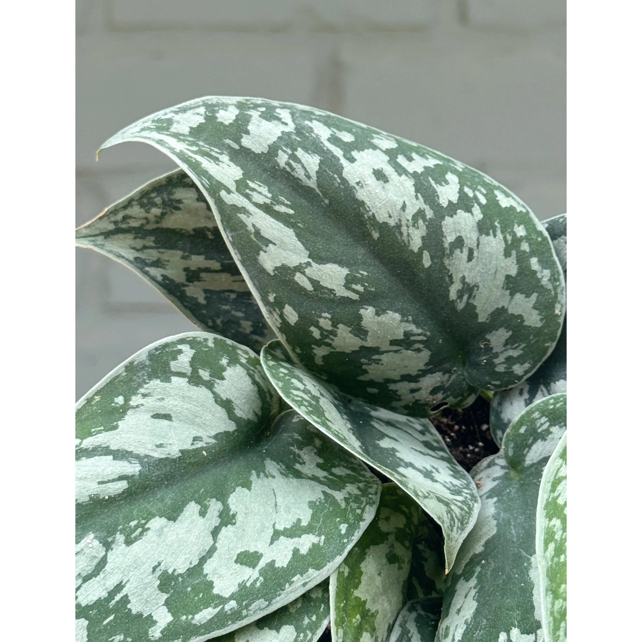 Scindapsus Pictus 'Exotica'