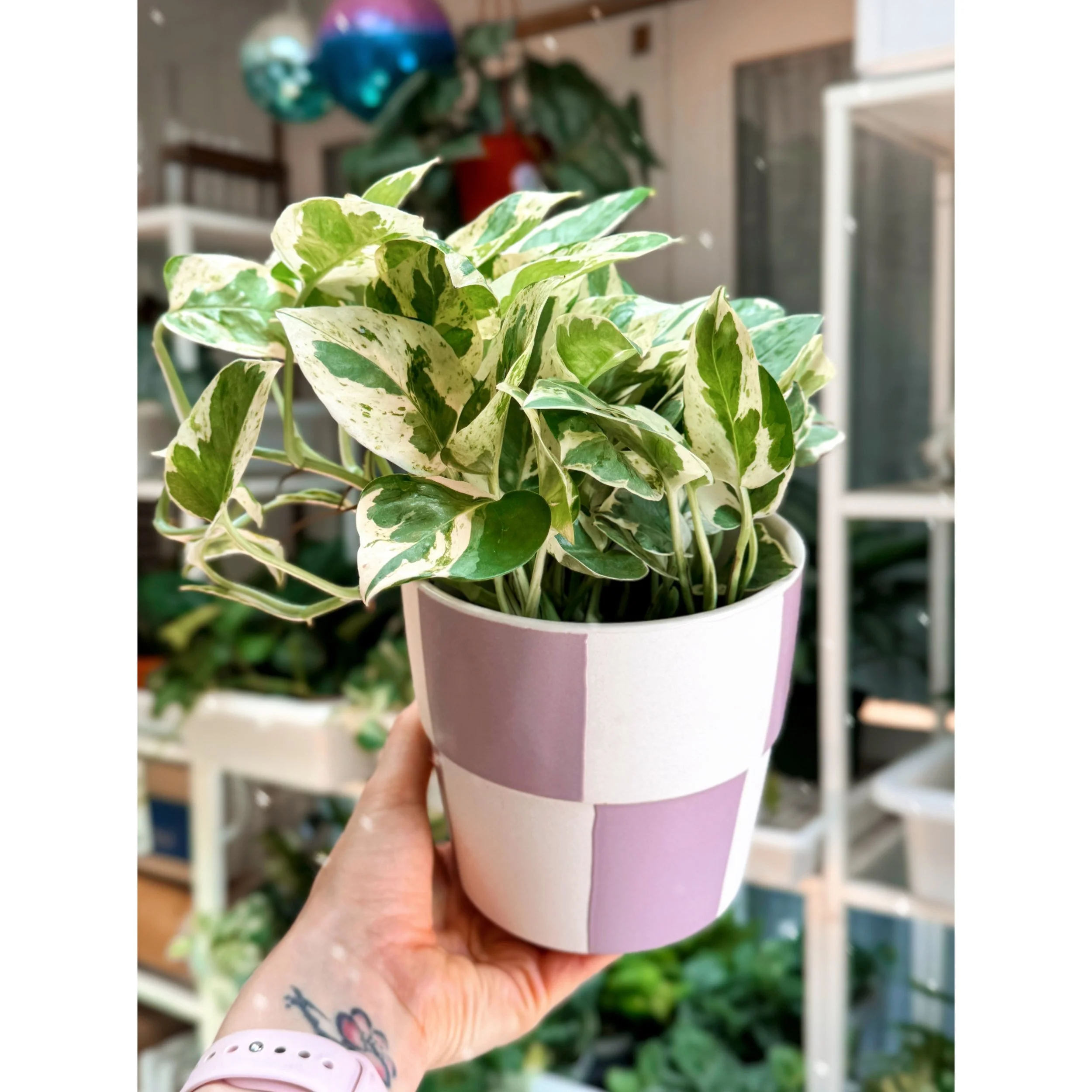 Pearls and Jade Pothos in Lilac Check Pot