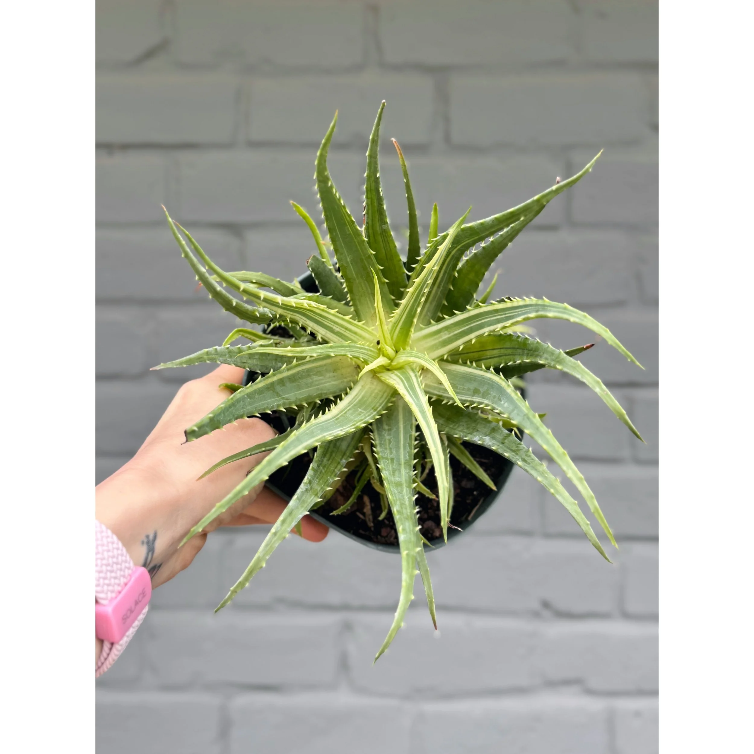 Aloe Arborescens Variegata 'Candelabra'