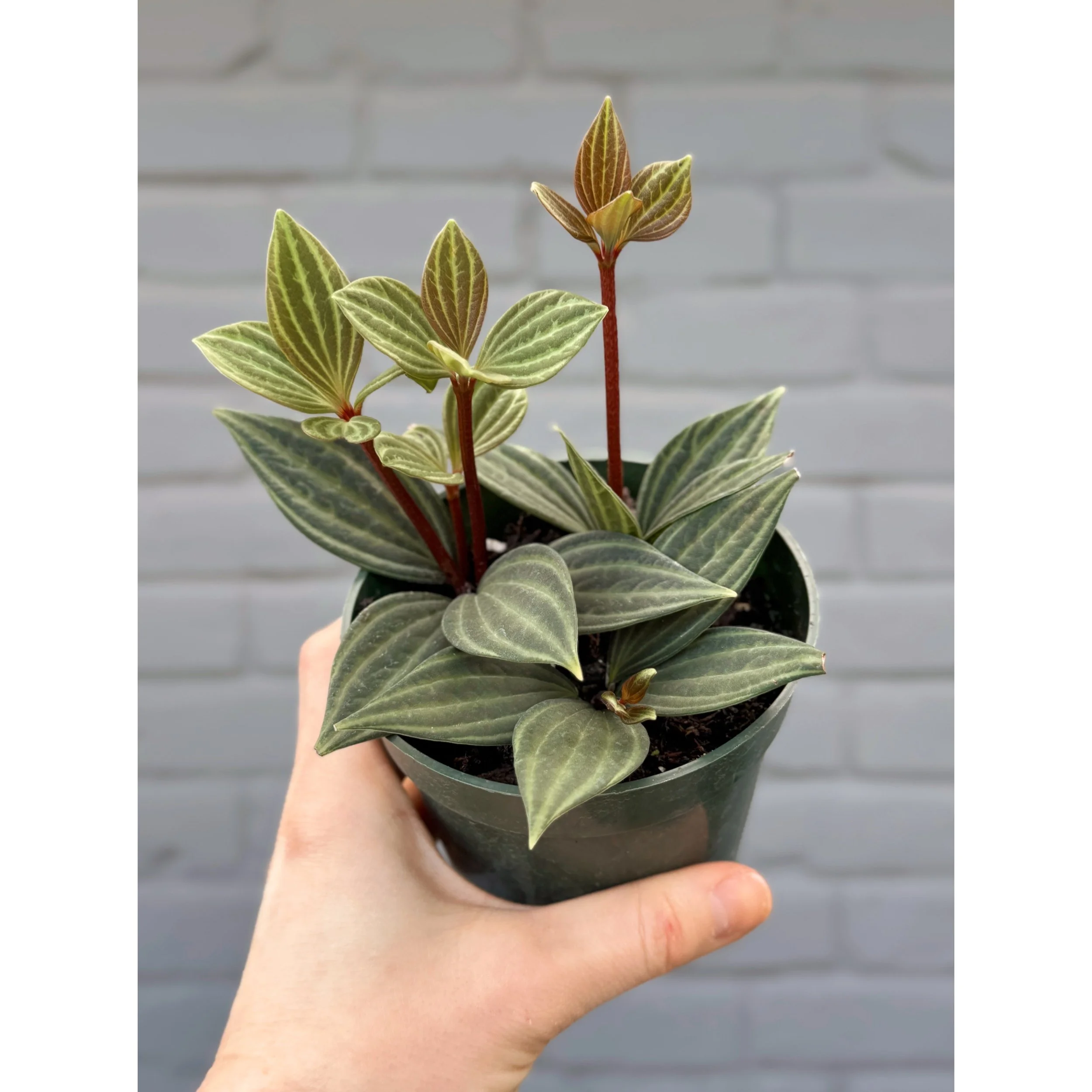 Peperomia Tetragona 'Parallel'