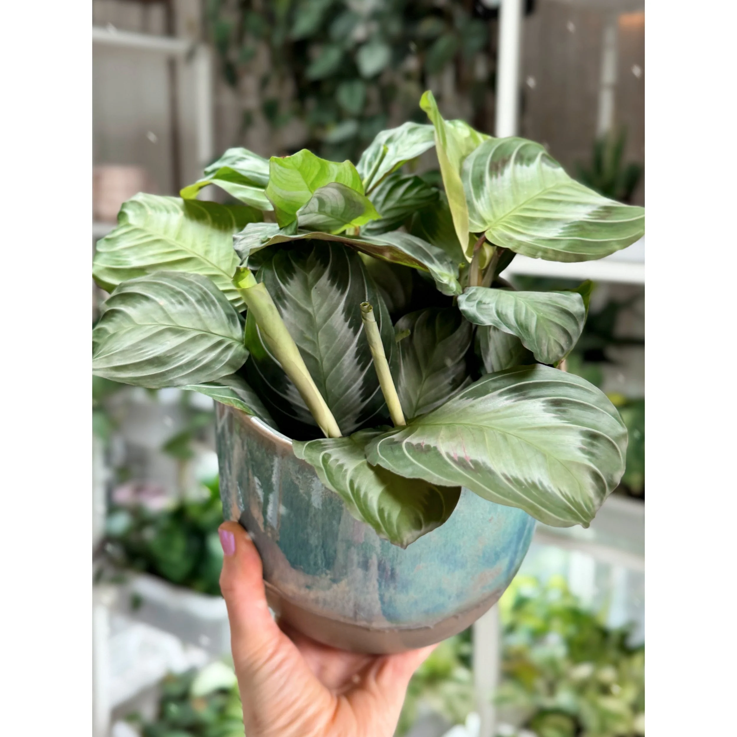 Maranta Leuconeura 'Silver Band'