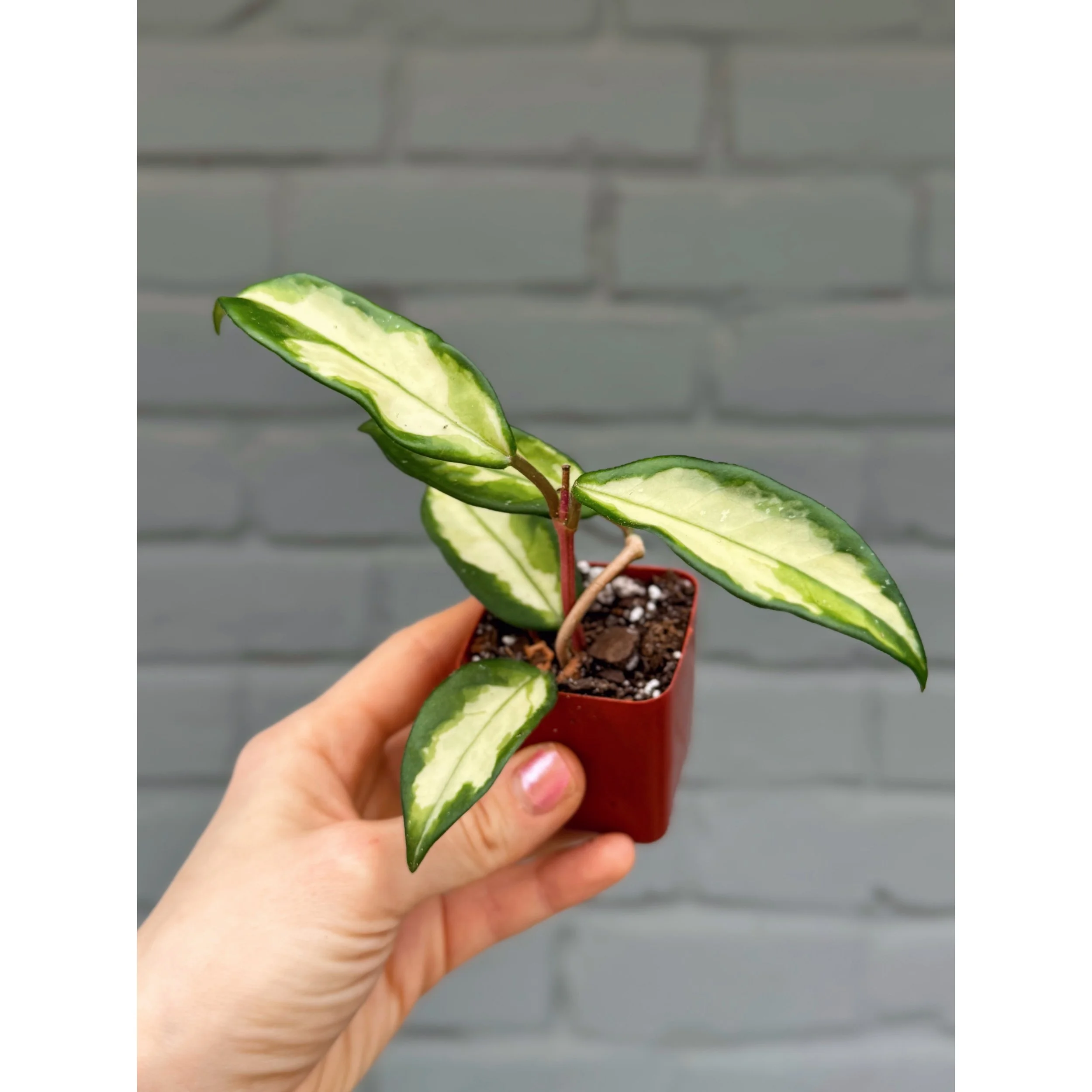 Hoya Krimson Princess 2"