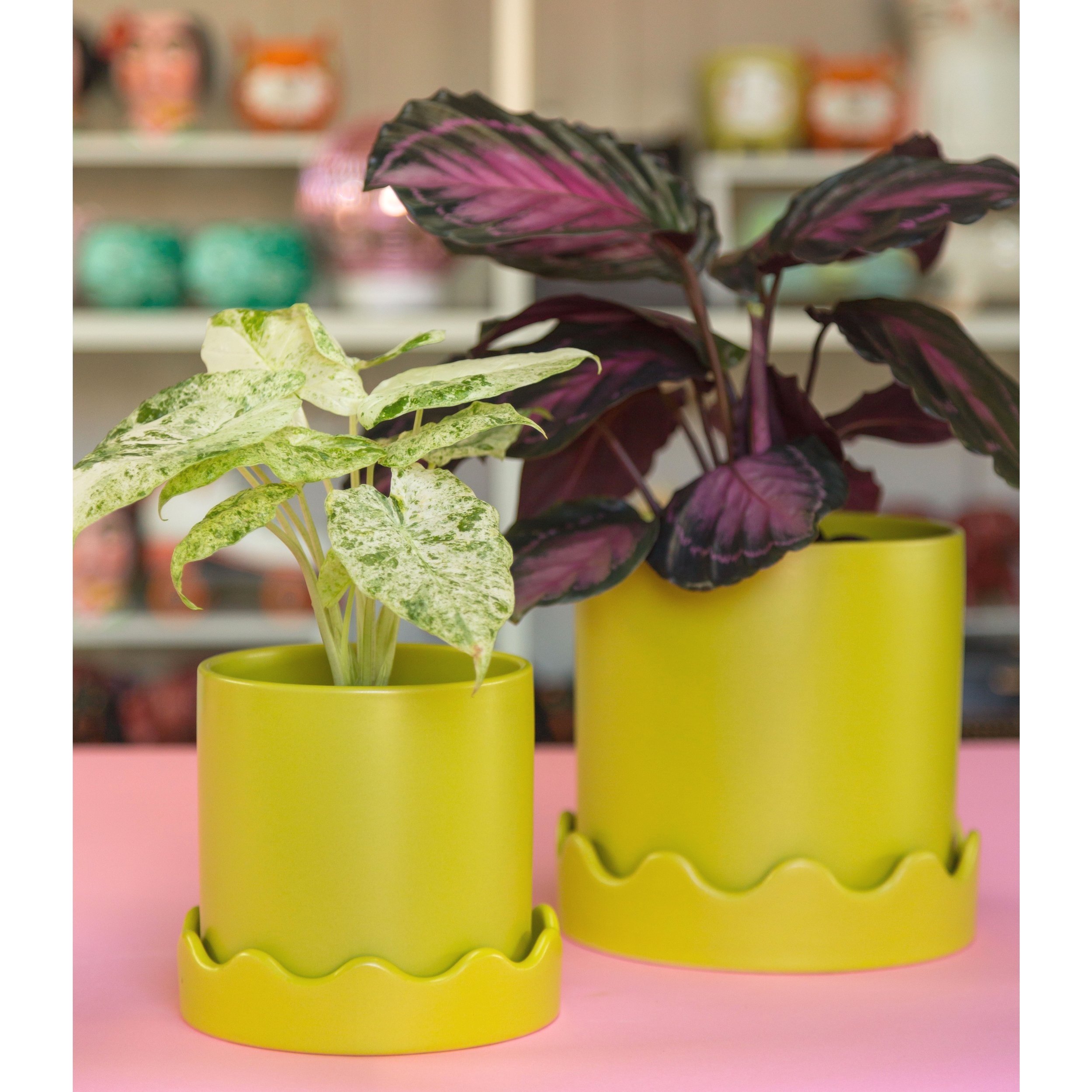 Chartreuse Scalloped Planters with Saucer