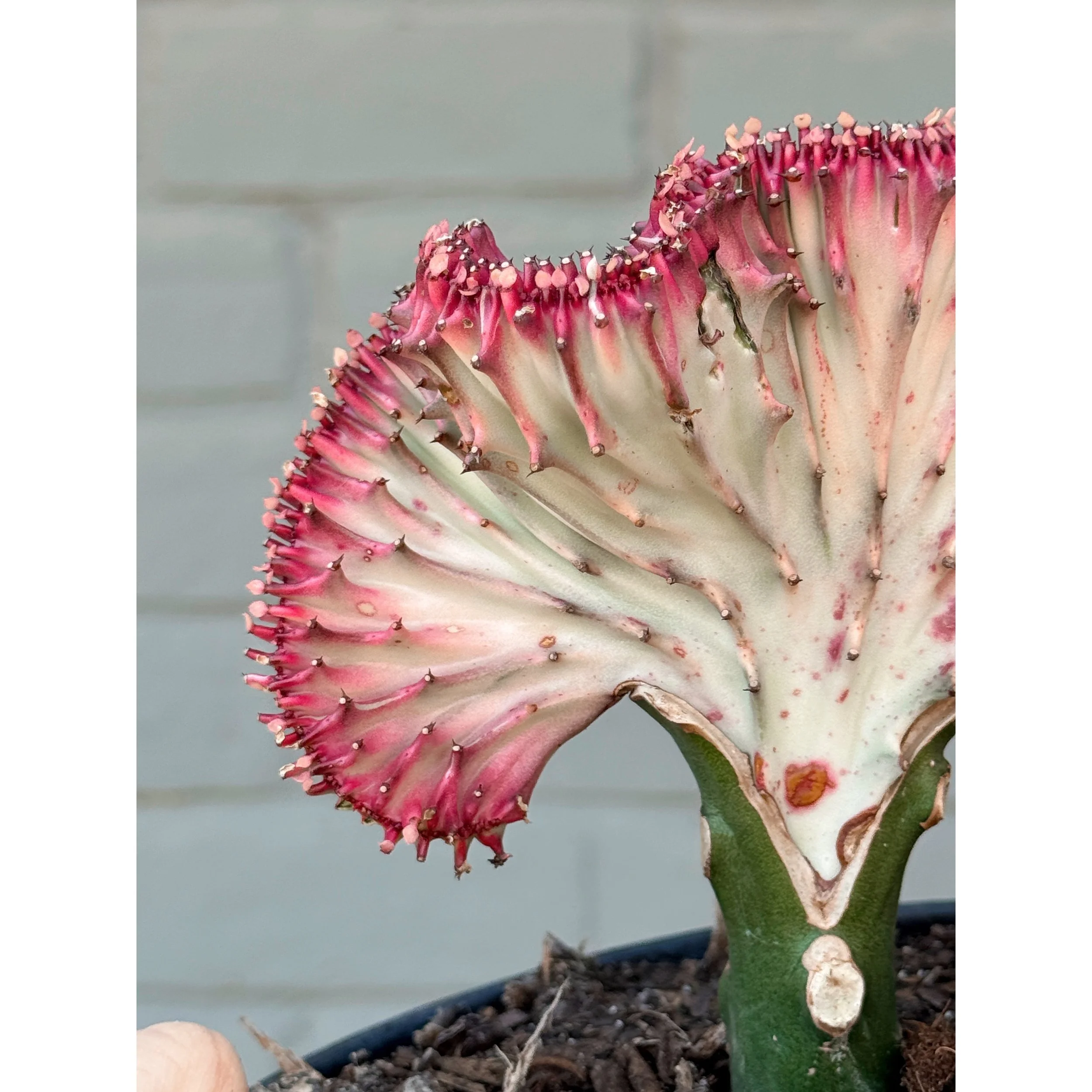Grafted Coral Cactus 'Mermaid Tail' Hot pink