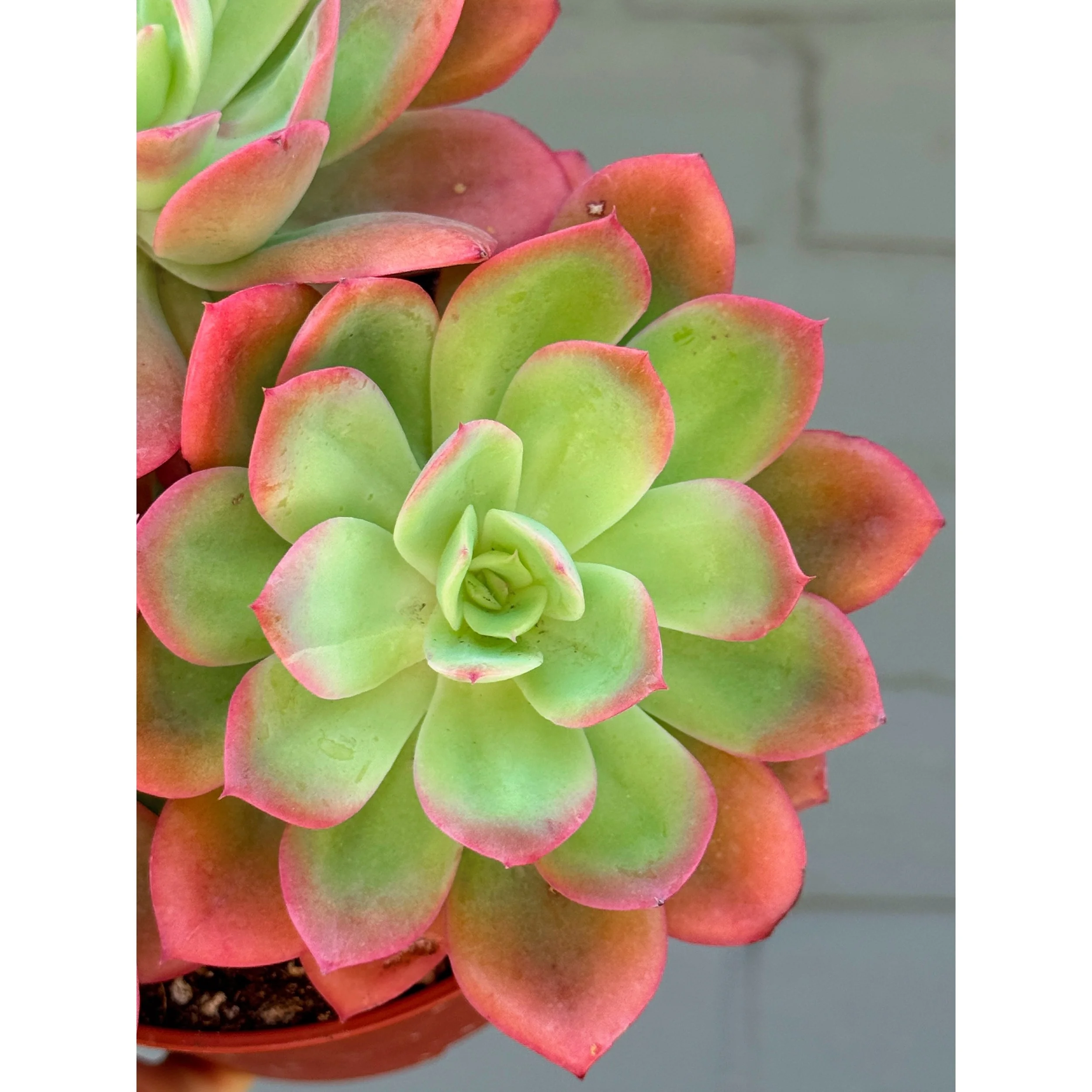 Echeveria 'Luella' Cluster (Neon Green with Hot Coral Margins)