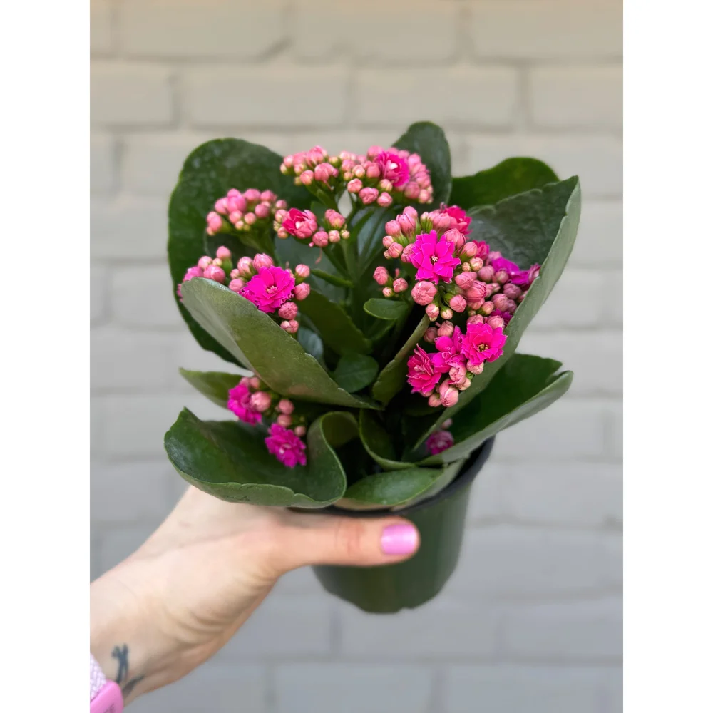 Blooming pink Calandiva 4