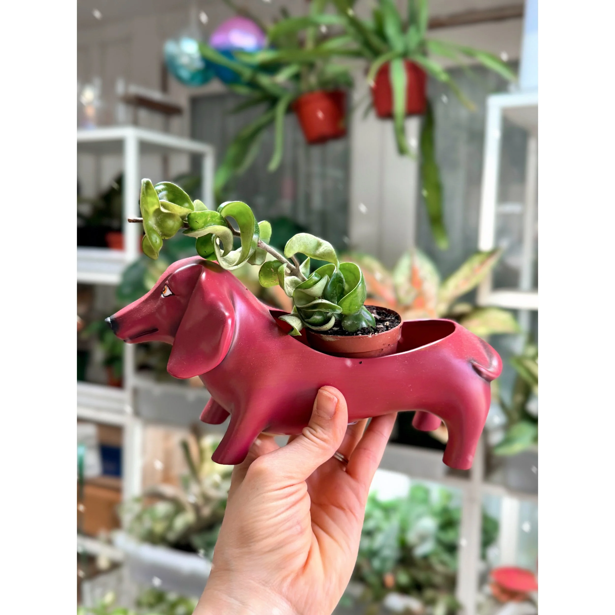 Hoya Carnosa Compacta 'Hindu Rope' in Red Dachshund  Planter