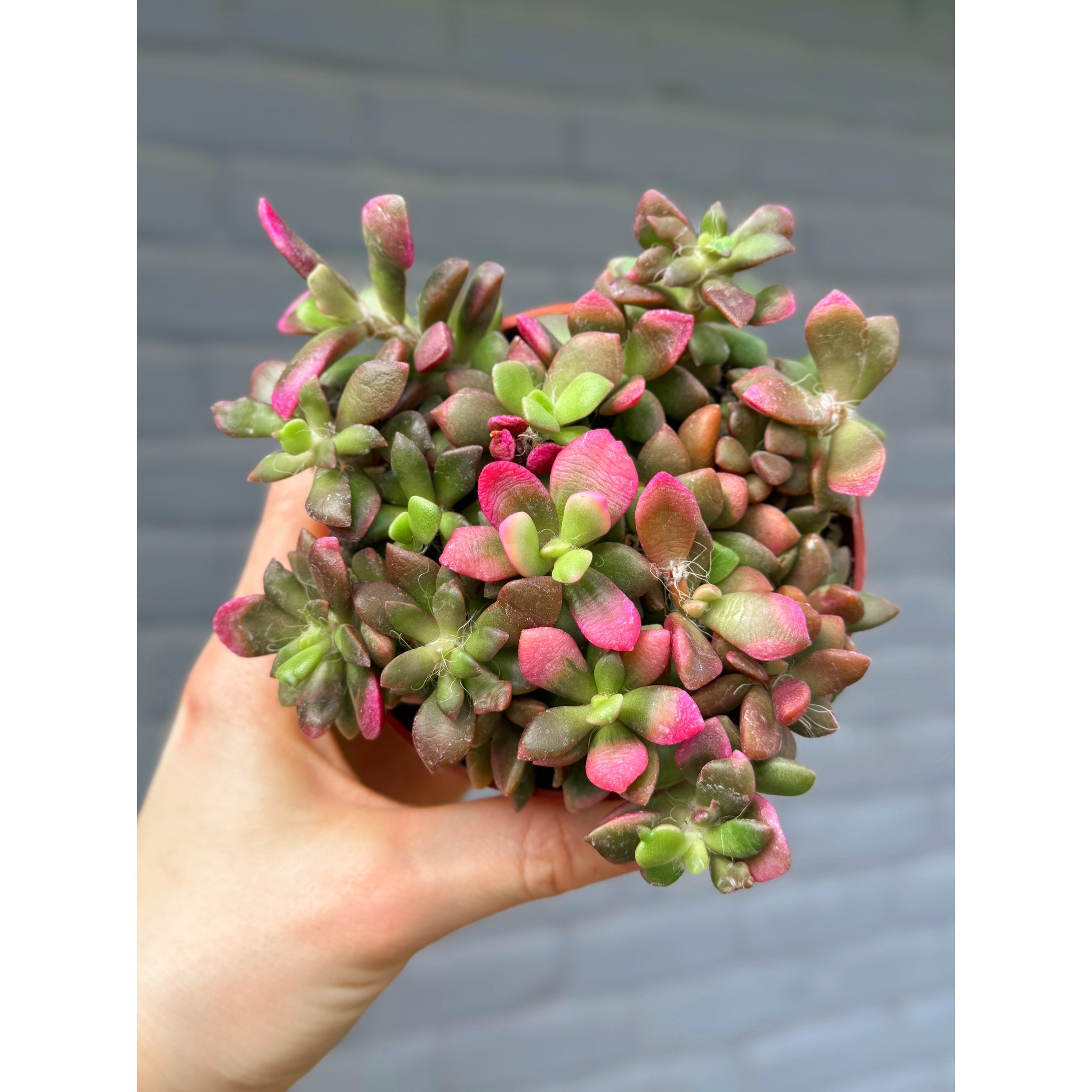 Anacampseros 'Sunrise' 4"