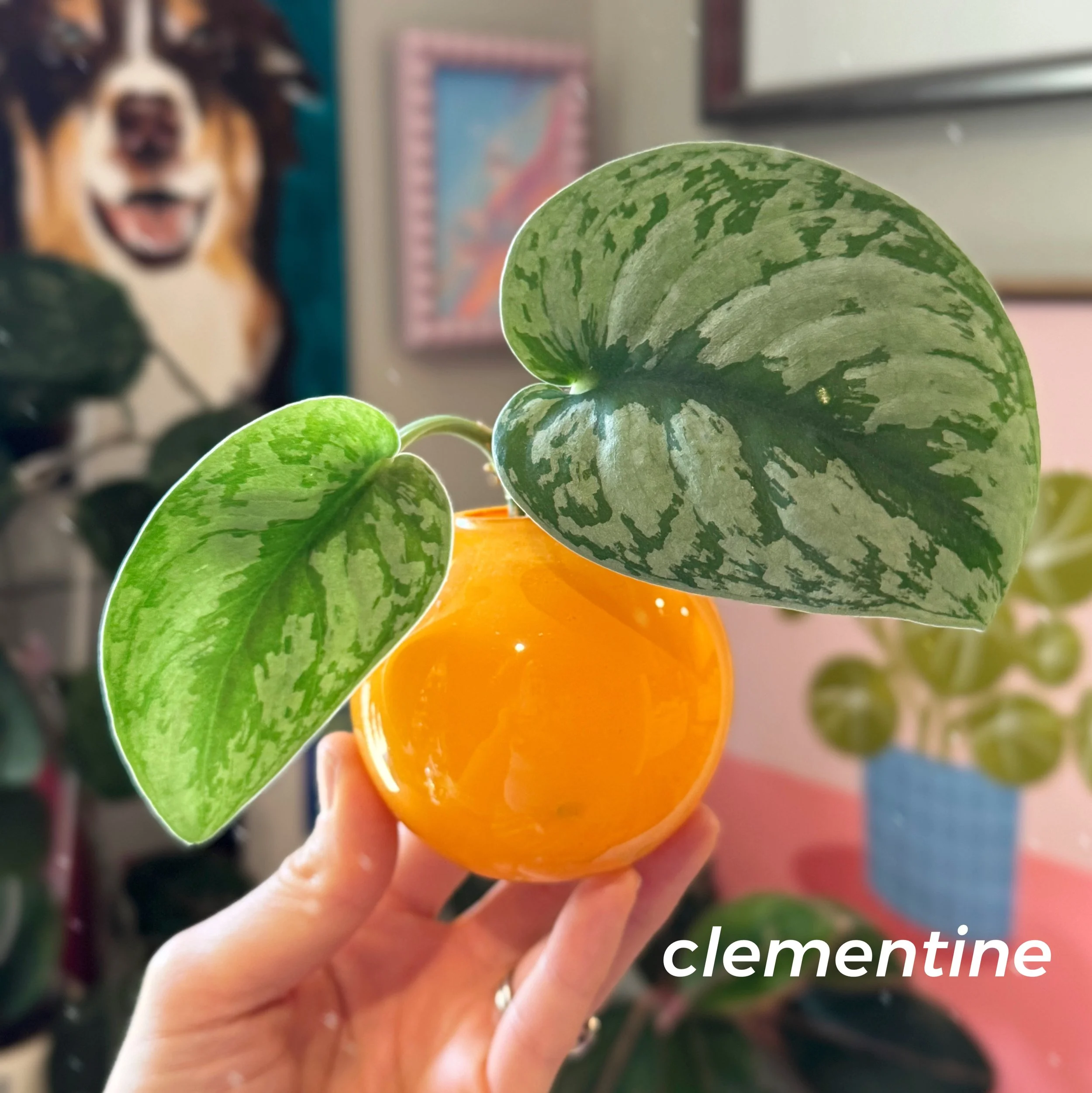 Propagation Ball Vases - Clementine