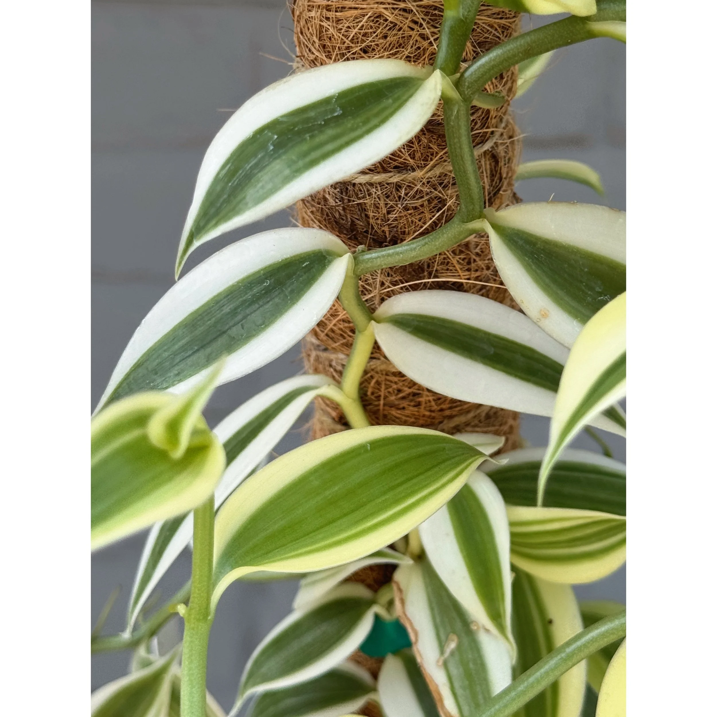 Orchid Vanilla Planifolia Albo Variegata Totem