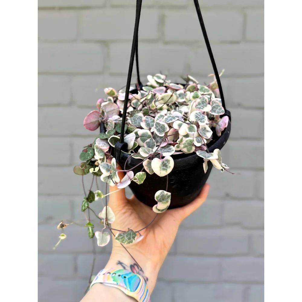 Ceropegia Woodii - Variegated String of Hearts Pink  Stayin' Alive  Succulents