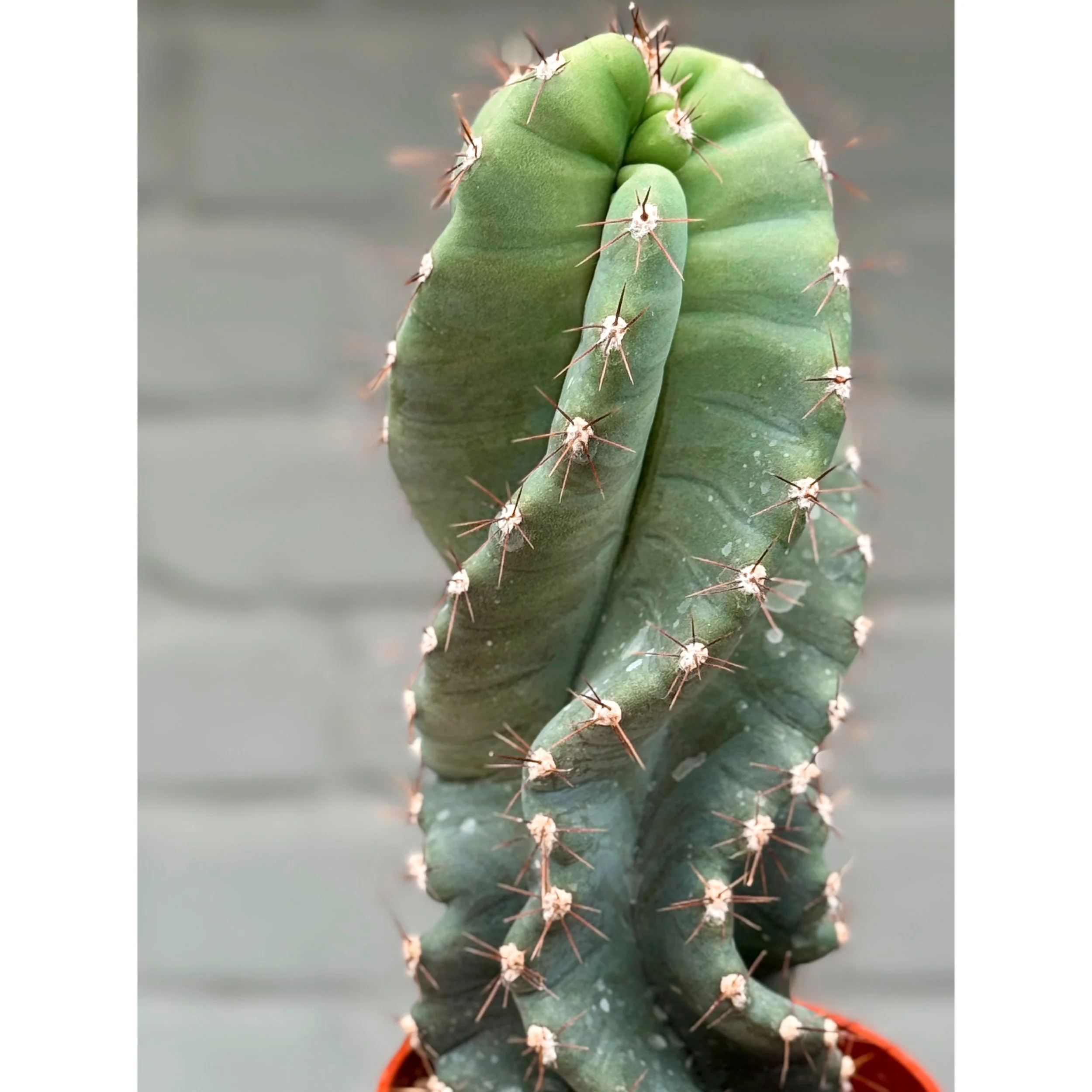 Cereus Forbesii 'Spiralis' - Spiral Cactus