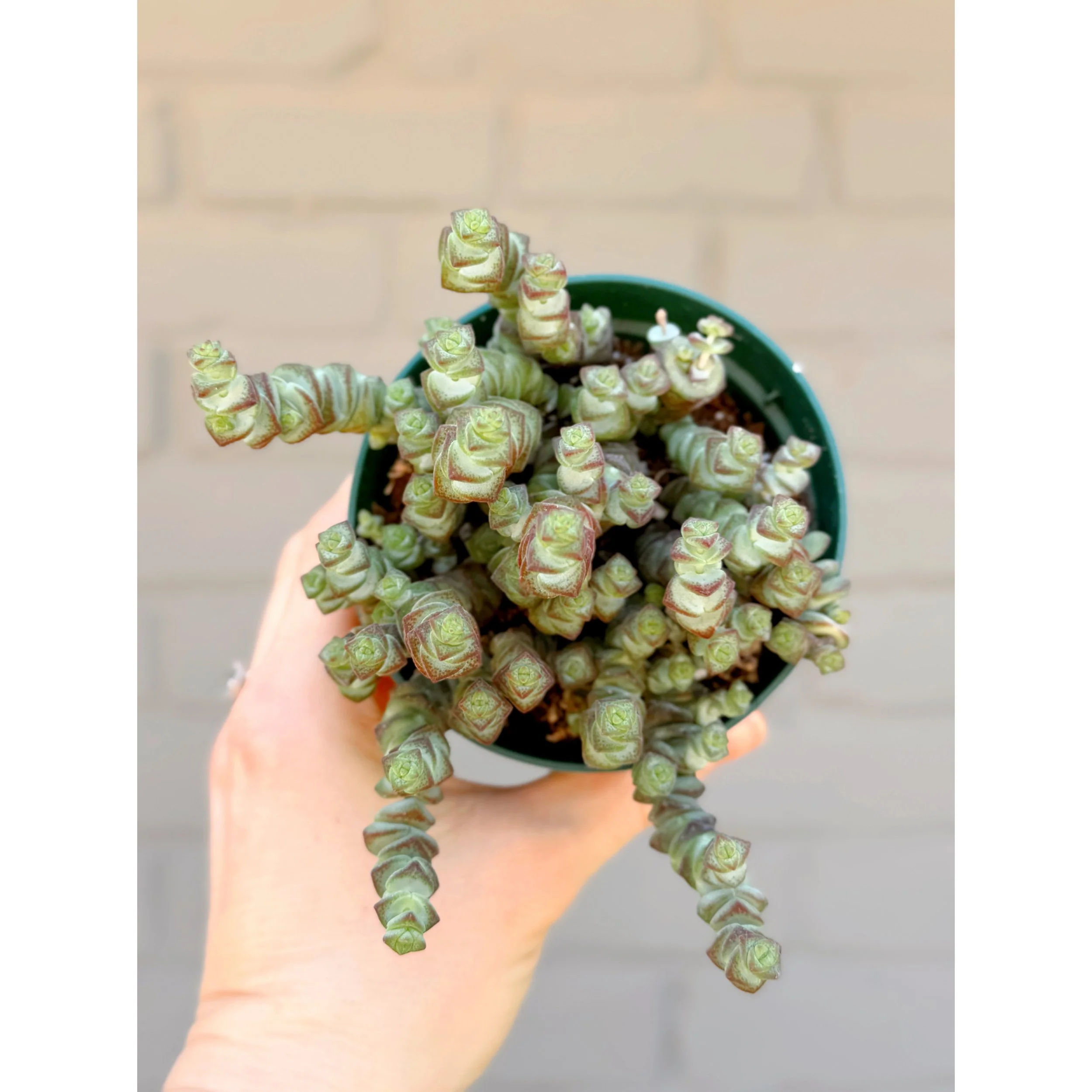 Crassula 'Baby's Necklace'