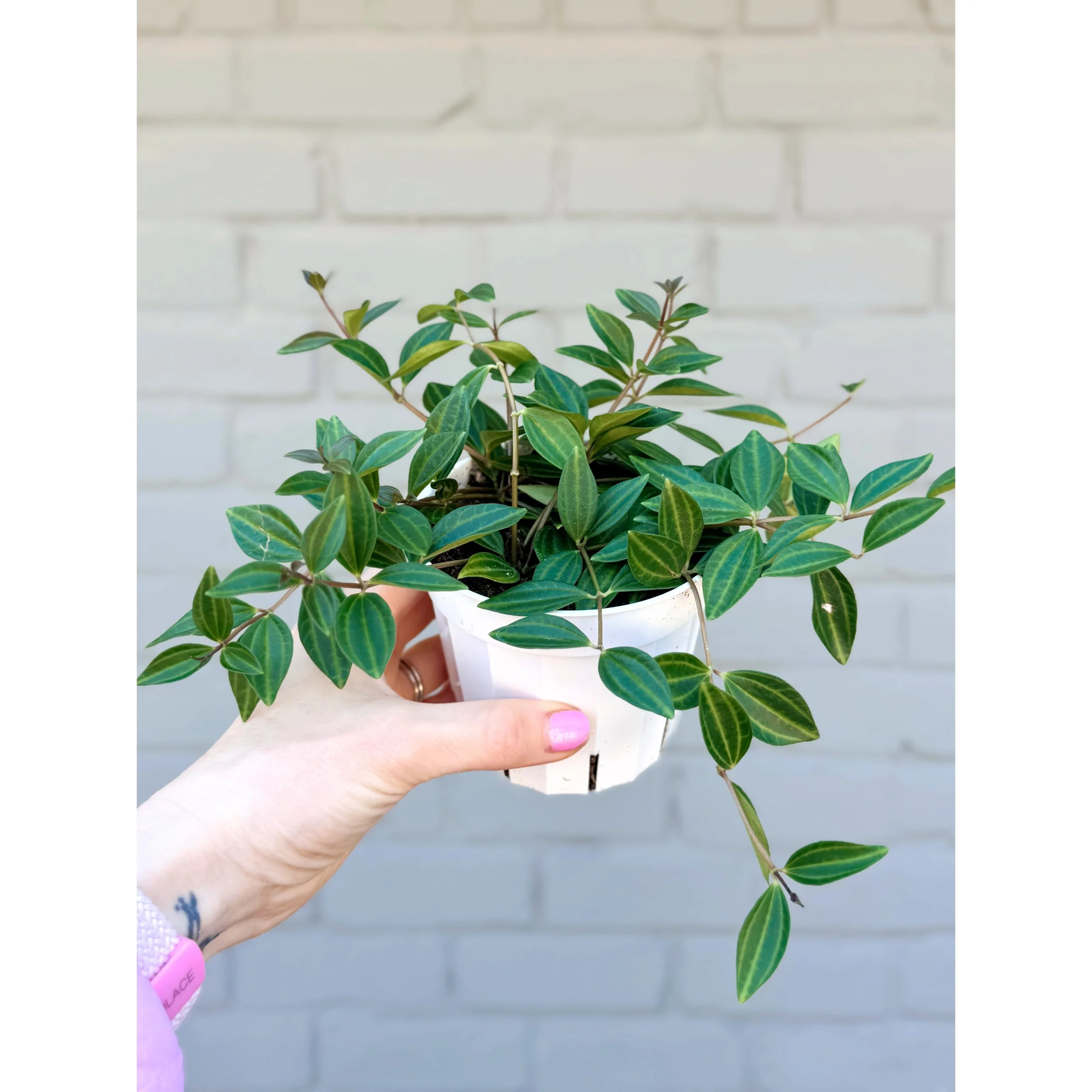 Peperomia Angulata 'Beetle'