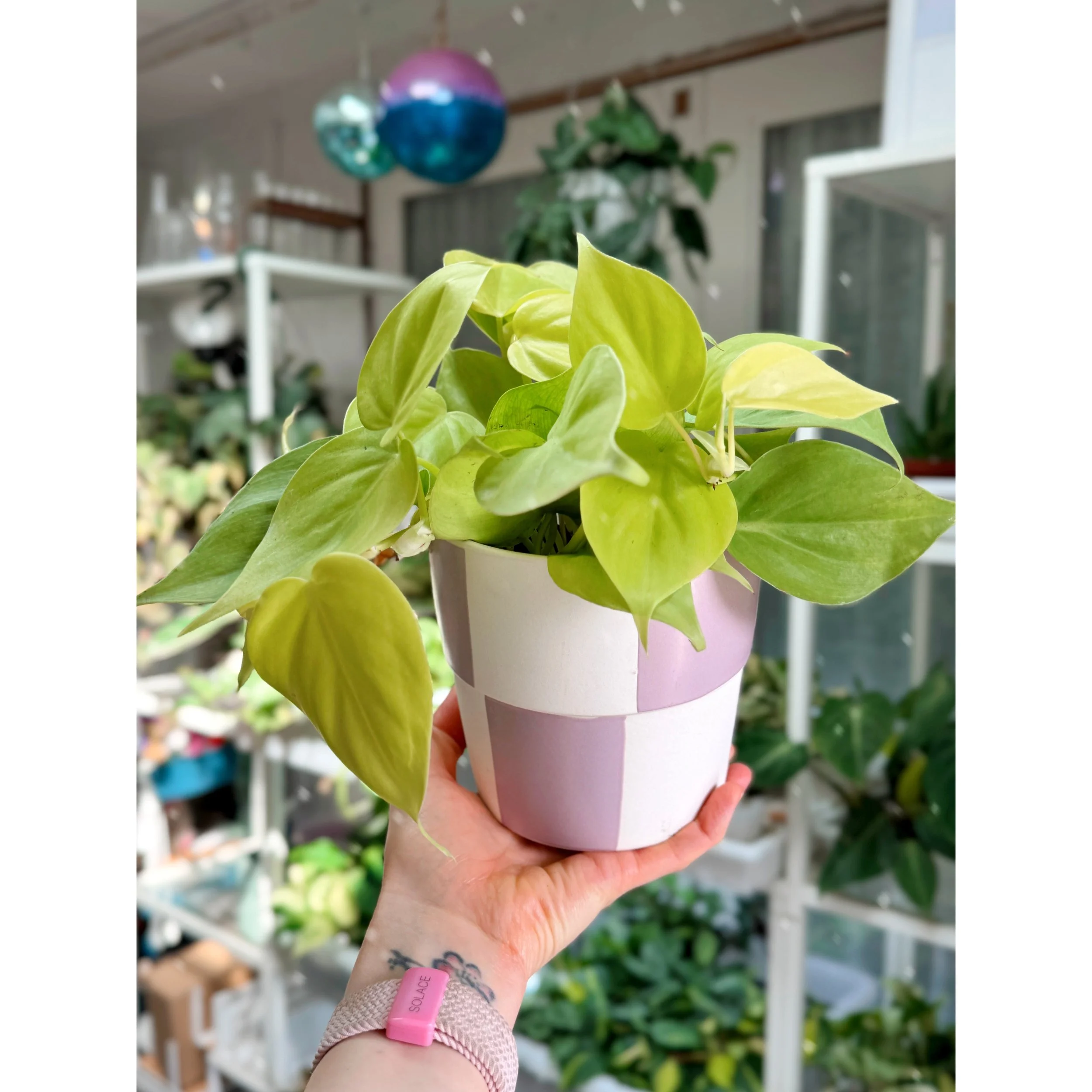 Philodendron Neon Cordatum in Lilac Check