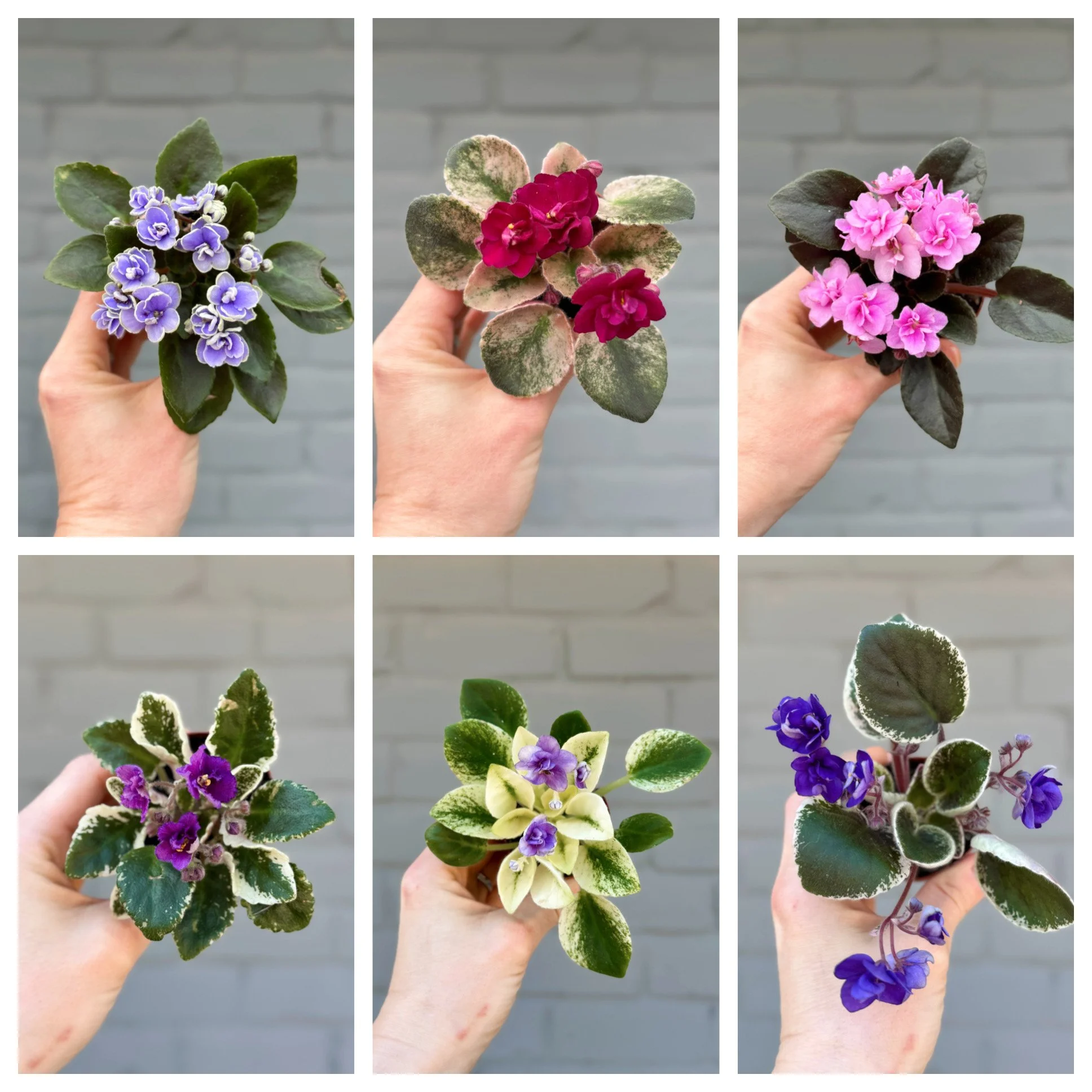Variegated African Violets Assorted 2.5"