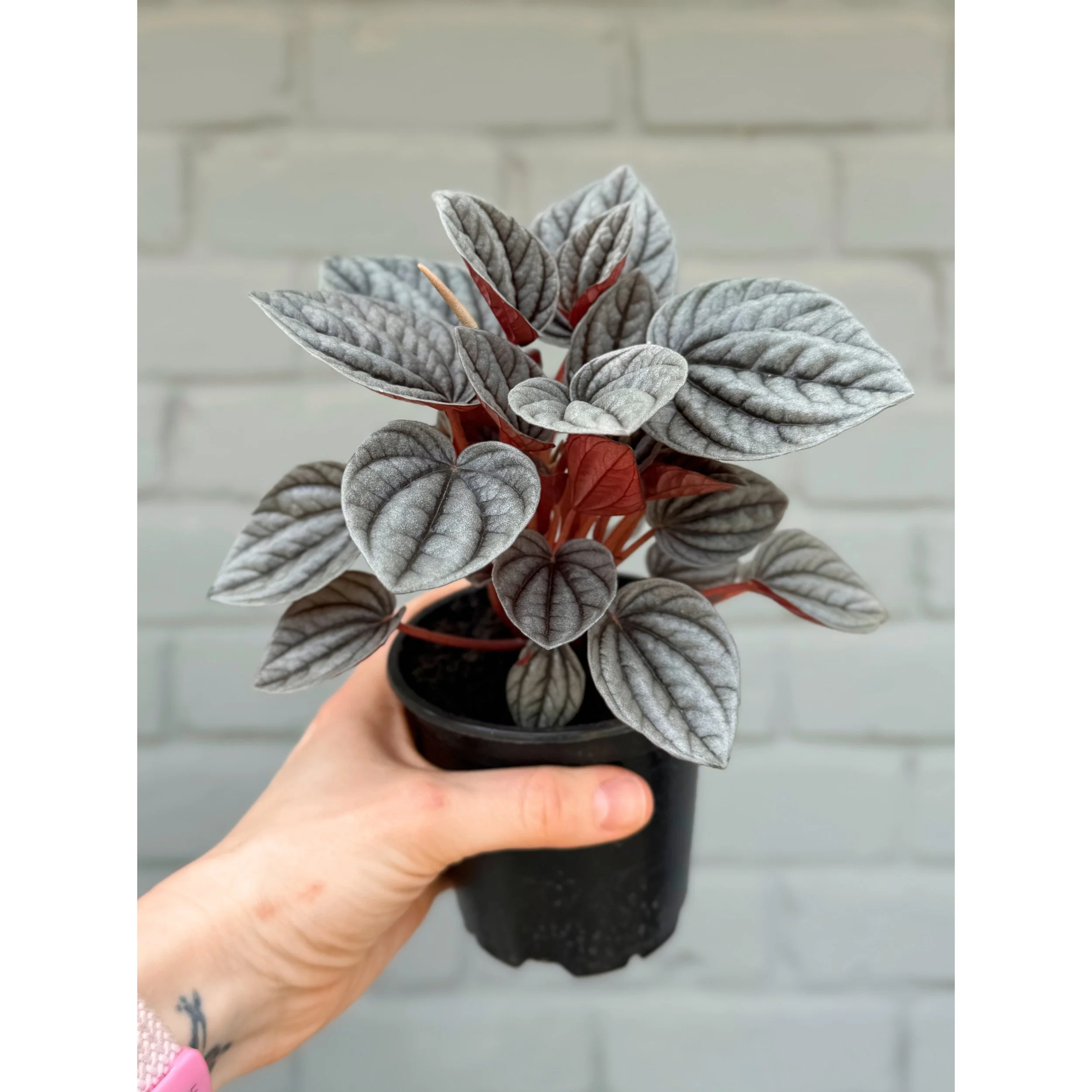 Peperomia Caperata 'Caracas'