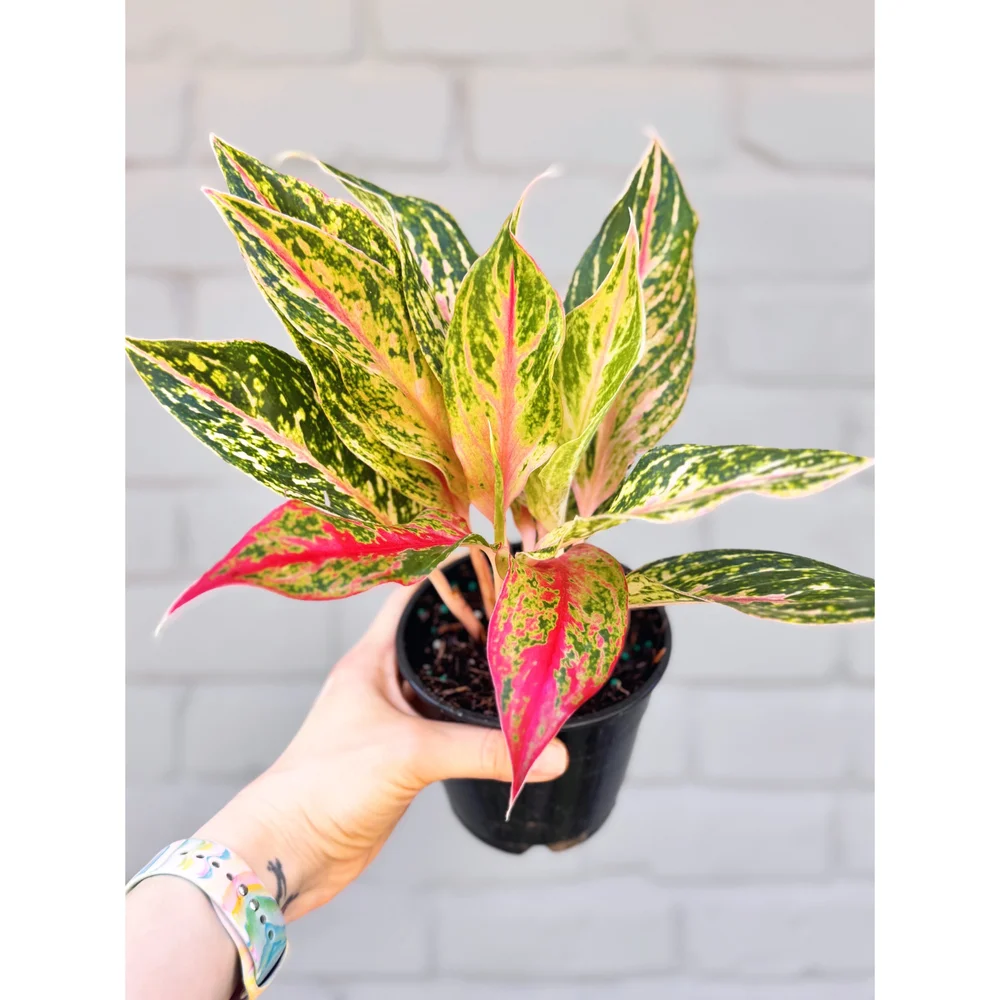その他観葉植物 2 Aglaonema Medusa garageSHIBUYA とても希少なアグラオネマ入荷しました。 Aglaonema