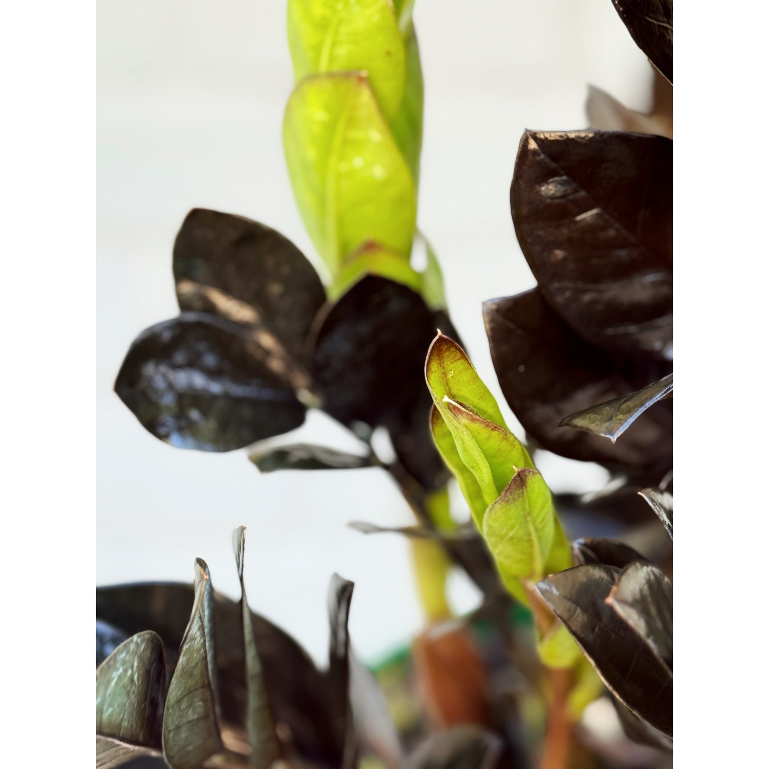 Raven ZZ Plant 'Black Queen'