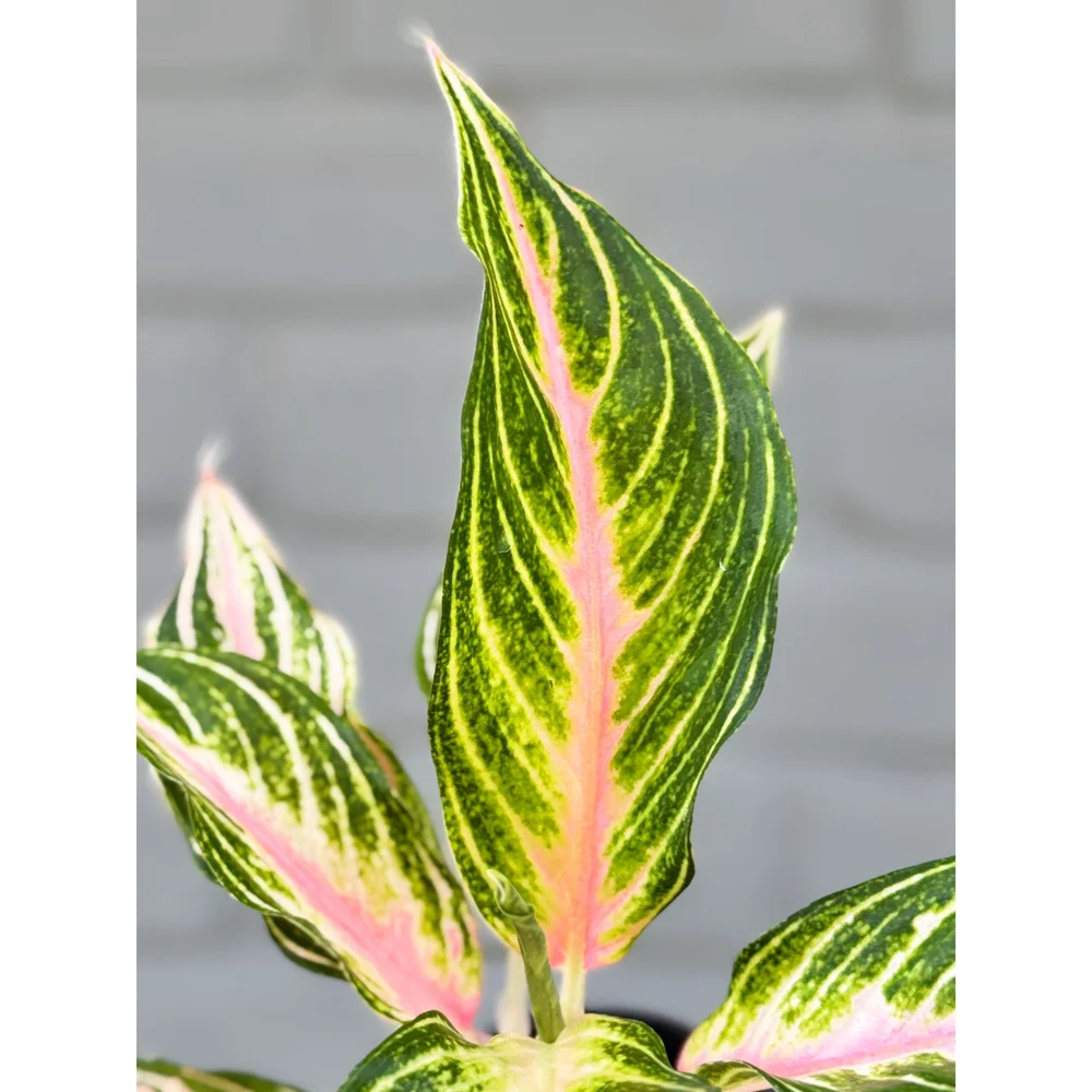 Aglaonema Hybrid 'Pink Panama' — Stayin' Alive Succulents