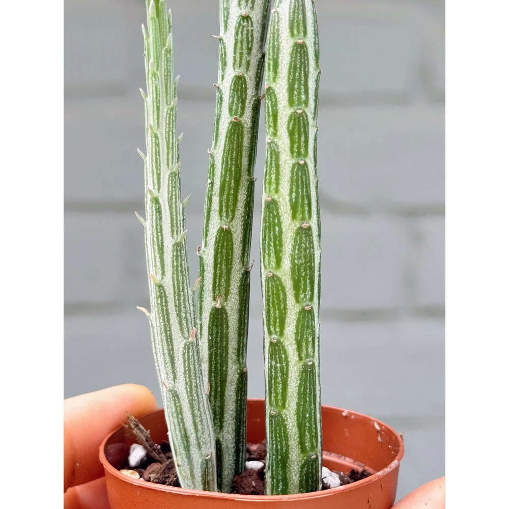 Senecio Stapeliiformis 'Pickle Plant'  Stayin' Alive Succulents