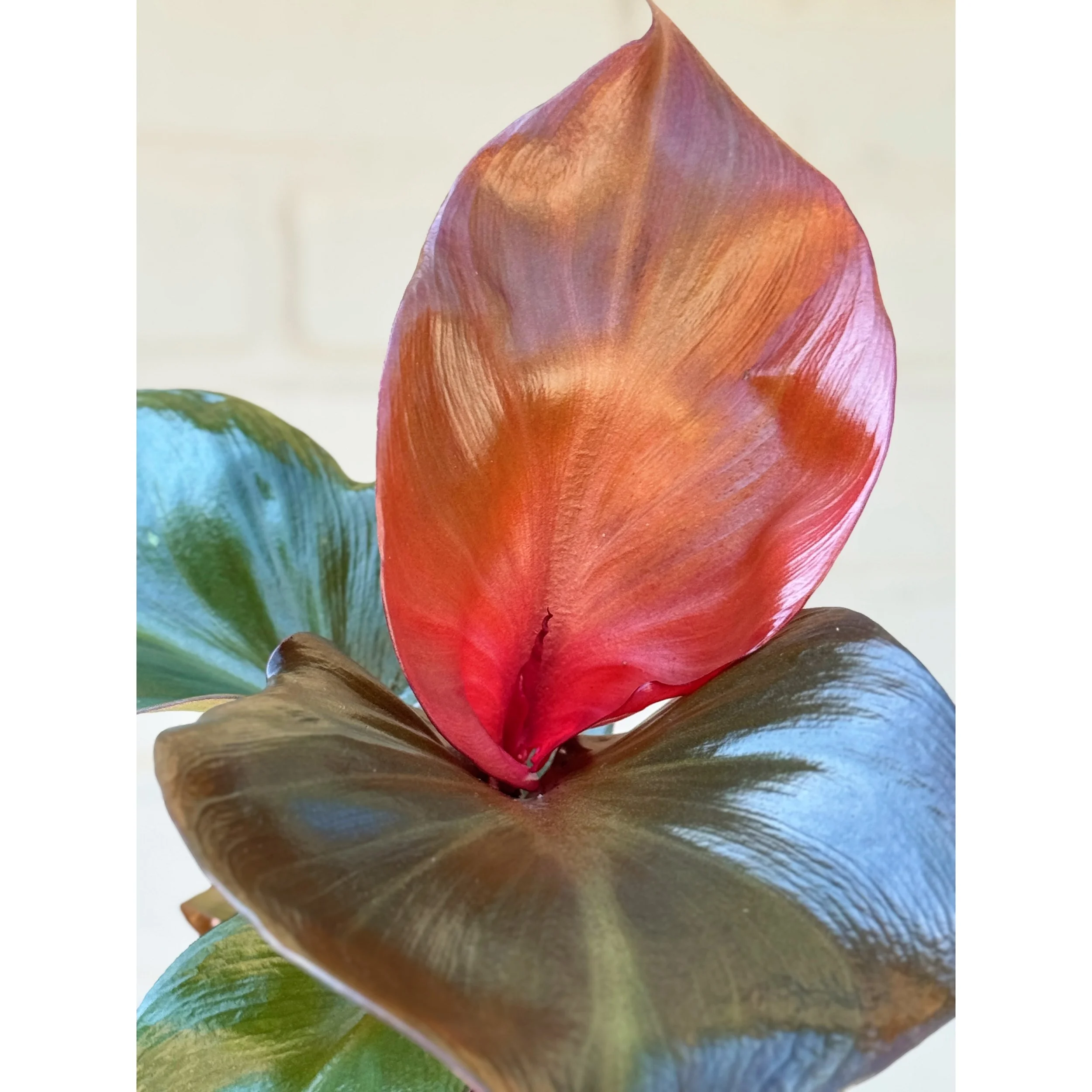 Philodendron 'Red Heart'