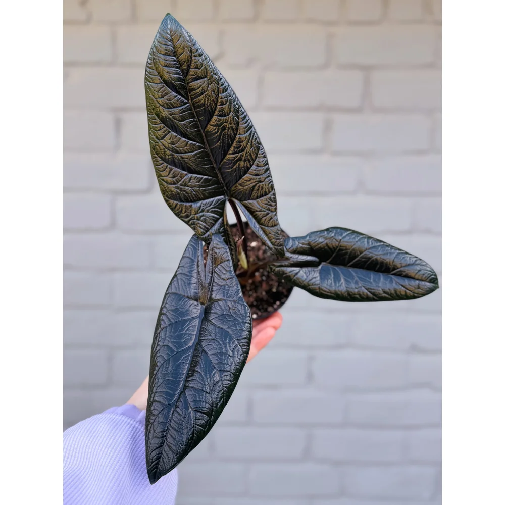 Alocasia 'Scalprum' 4